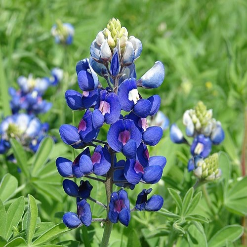 I hope the bluebonnets are blooming this week in Texas! This iconic bloom is a symbol of spring and renewal. Their petals have antioxidant and mild astringent properties and work well as a calming botanical toner perfect for refreshing the skin. If you are gathering wild blooms just make sure the area has not been sprayed and you have permission if on private land. See you all soon at @herbsocietyofamerica EdCon — I will also post our recipes next week.