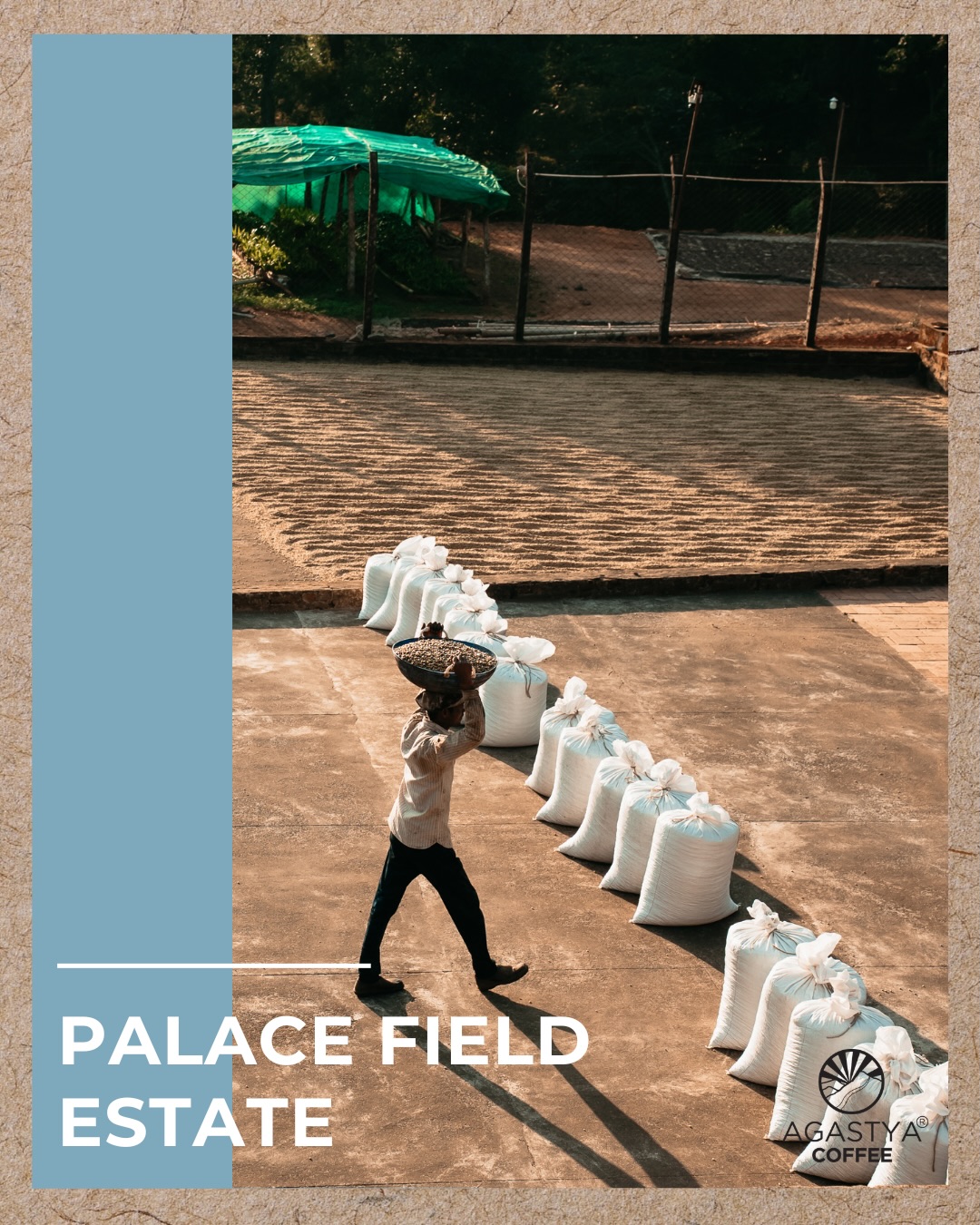 Palace Field Estate
Washed Arabica
Altitude - 900 m.a.s.l
Haleri, Kodagu, Karnataka
Tasting notes : Tamarind, Spice like Intense Dry Aroma, Mild Chocolaty
Shop @agastyacoffee website - Link in bio ( www.agastyacoffee.com)
specialty coffee, specialty coffee cafe, pour over coffee, Aeropress, manual brew coffee, Coorg coffee, madikeri cafés, Coorg cafés, things to do in Coorg, fyp page