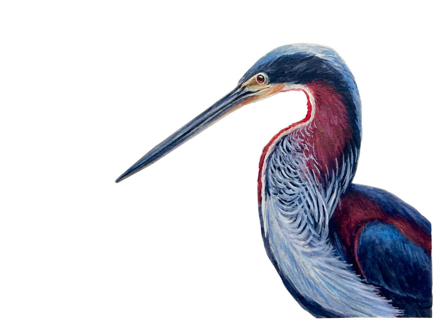 (13) Wishlist Species to See. These birds are native to certain parts of central Latin America, and despite being having visited Costa Rica twice and being near a known location, they’ve still eluded me. In any case, they are a stunning species and I had lots of fun painting him! Herons have such unique anatomy, and there really is something very striking about them!
Also I decided to start filming a little timelapse halfway through, let me know what you think!
Do you have a nemesis bird?
Hosted by @kaylafiskbirds #birdtoberclub2023
——————
#lovedrawing #birdsofinstagram #bird #heronpainting #agamiheron #agamiagami #heron #robinart #painting #gouachepainting #gouache #naturedrawing #watetcolorpainting #watercolor #birdtoberclub #birdtober