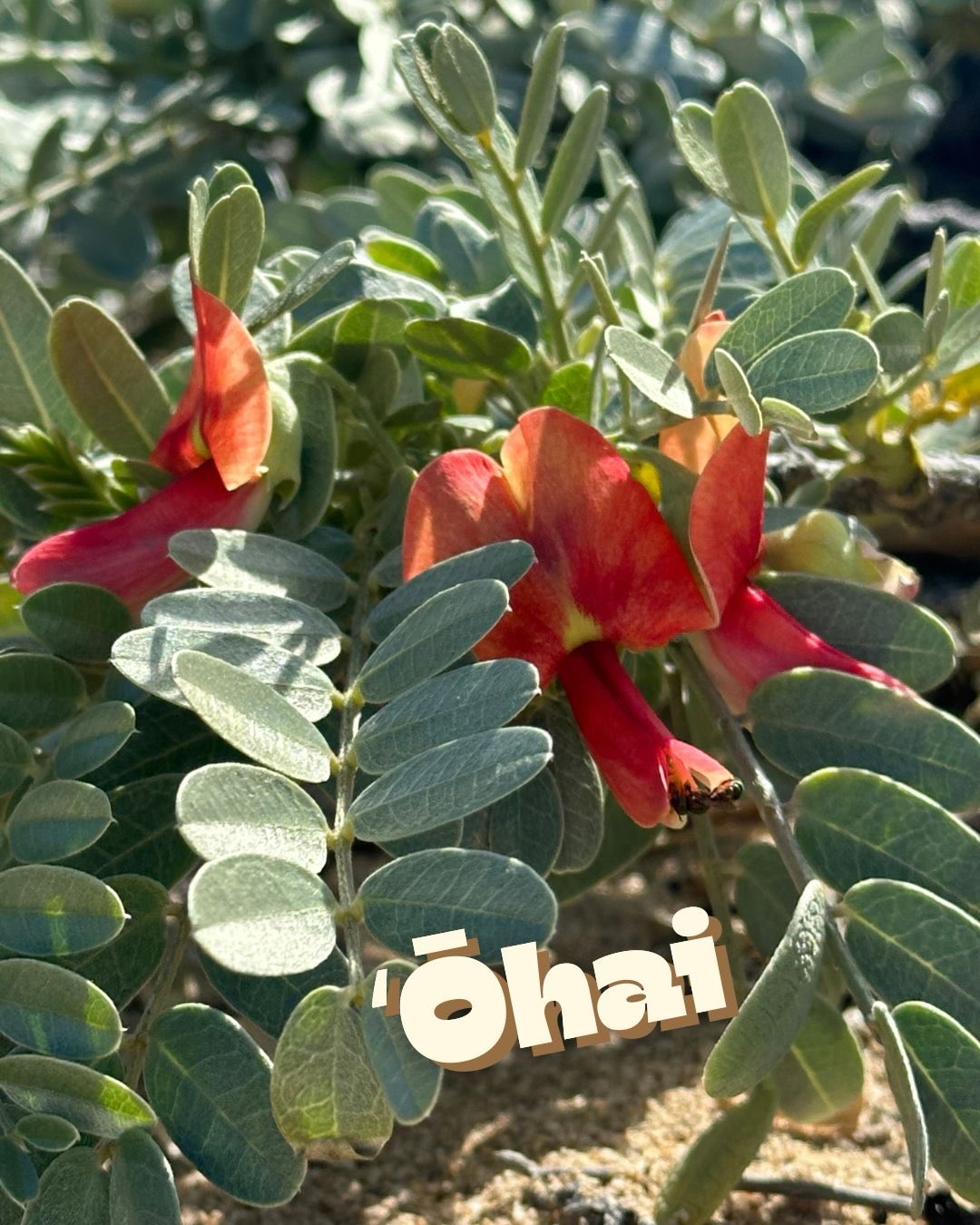 Happy Native Hawaiian Plant Month! We’re highlighting ʻōhai this week, an endemic Hawaiian plant that has been federally listed as endangered since 1994. ʻŌhai predominantly occurs in coastal regions like sand dunes and rocky slopes, and can also occur in soil pockets on lava. Coastal populations take on shrubby or prostrate forms while the less common inland populations also grow as trees.
ʻŌhai are nitrogen fixers, meaning they convert atmospheric nitrogen into a usable nutrient form. This not only benefits the ʻōhai itself, but enriches the surrounding soil for neighboring plants. Nitrogen fixing plants have this special capability thanks to bacteria that live symbiotically in their root nodules. The bacteria are actually the ones doing the hard work! This is a mutualistic relationship in which the plant receives usable nitrogen from the bacteria and the bacteria receive a safe living environment within the plant’s roots.
One of the biggest threats to ʻōhai may be the decline of its native pollinators. Hawaiʻi’s only genus of native bees, Hylaeus (not pictured), includes many critically endangered species, particularly those in coastal habitats. Without successful pollination, seeds are not produced, and population sizes decrease.
Mahalo @leenbean11 for suggesting that we highlight ʻōhai! Comment your favorite native plant that you want us to highlight next!
We unfortunately do not have ʻōhai at our restoration site in Pia Valley. To learn more about the native plants we do have, and our efforts to restore this watershed, join us at any one of our volunteer days in Pia: every Monday, and every 2nd & 4th Saturday!
Resources:
https://ecos.fws.gov/ecp/species/8453
http://nativeplants.hawaii.edu/plant/view/sesbania_tomentosa/
https://dlnr.hawaii.gov/wildlife/files/2013/09/Fact-Sheet-Sesbania-tomentosa.pdf
https://www.ctahr.hawaii.edu/hawnprop/plants/ses-tome.htm
https://hawaiiannativeplants.com/ourplants/ohai/
#ohai #sesbaniatomentosa #endangeredspecies #nativehawaiianplantmonth #nativehawaiianplants