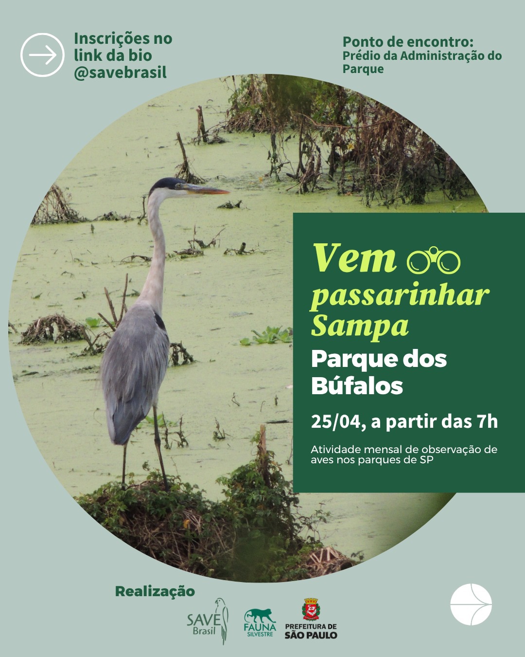 Vamos passarinhar com a gente?
No dia 25/04, tem mais uma edição do Vem Passarinhar Sampa. Dessa vez no Parque dos Búfalos, com encontro às 7h.
As passarinhadas são saídas gratuitas de observação de aves nos parques municipais de São Paulo, com monitoria, empréstimo de binóculos e registro das espécies no eBird. Realização @savebrasil e @faunasvma.
E nesta edição tem Papo de Passarinho com Yago Amador. Graduando em Biologia pela UFABC, observador de aves desde 2015 e guia de birdwatching desde 2022, Yago vai compartilhar suas experiências conduzindo estrangeiros pela Mata Atlântica de São Paulo e sul do Rio de Janeiro.
🌿 Tema: Vivências e desafios guiando estrangeiros pela Mata Atlântica de São Paulo
📍 Encontro às 7h (entrada do estacionamento: acesso pela R. das Corvinas, 349 – seguir até o prédio da administração do parque)
💬 Dúvidas: (11) 91713-8820.
⚠️ Use roupas leves, calçado fechado, leve água, copo reutilizável e, se quiser, algo para o lanche coletivo. Em caso de chuva, o trajeto pode ficar escorregadio.
Nível de dificuldade da trilha: Cerca de 2,2 km, com leve a média inclinação e fácil de percorrer. Por ser de terra, pode ficar escorregadia em caso de chuva, por isso recomendamos calçado impermeável.
Te esperamos no Vem Passarinhar Sampa. Inscrições no link da bio @savebrasil! 🐦
Foto: @_kyuhee