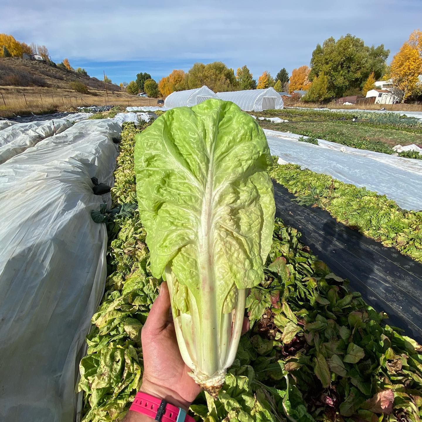 Radicchio: Pure f’in art 🎨