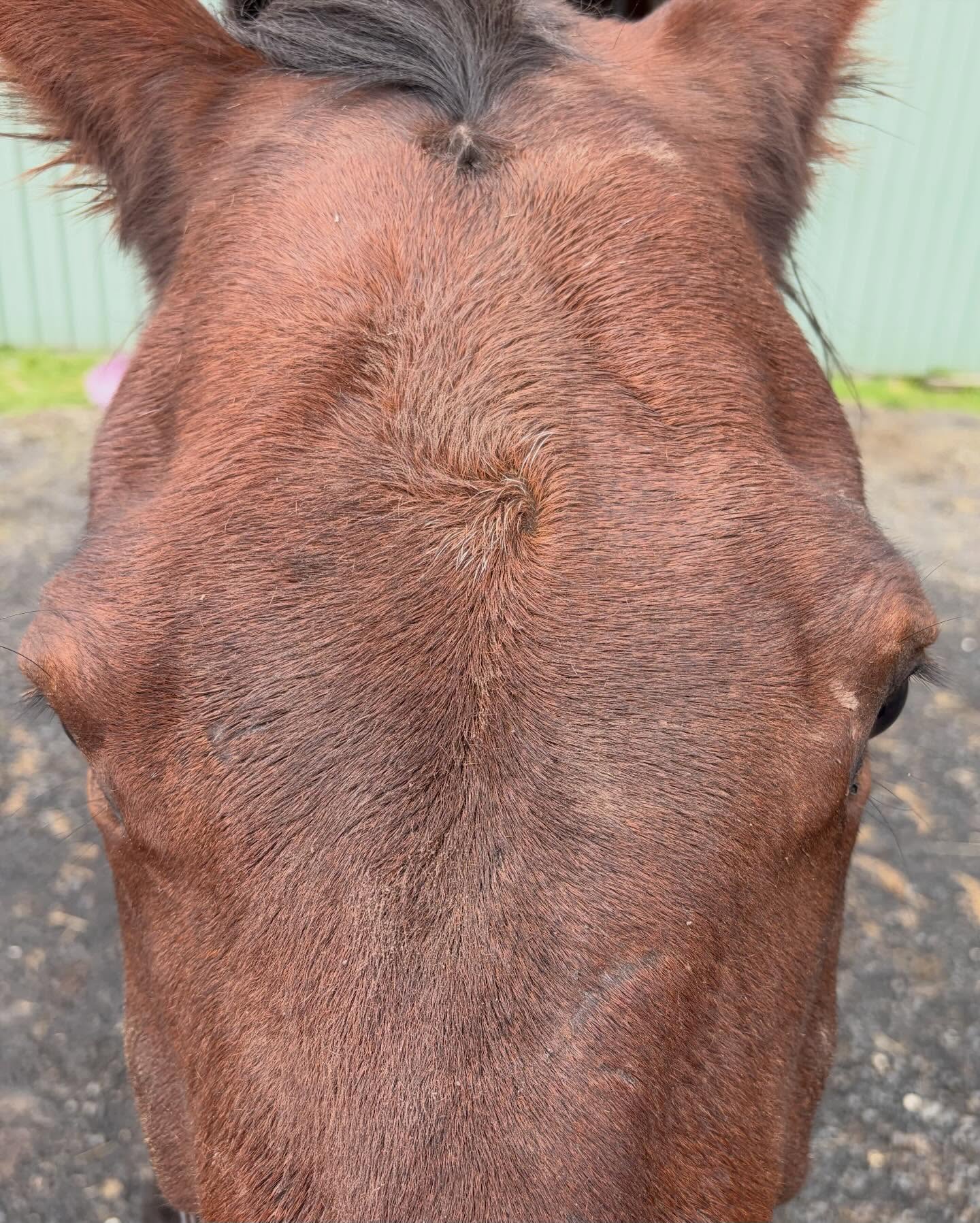 Forehead Friday brings an unexpected view when you look closer 🧐
#equinemassage #horsemassage #equinebodywork #cranialsacraltherapy #foreheadfriday
