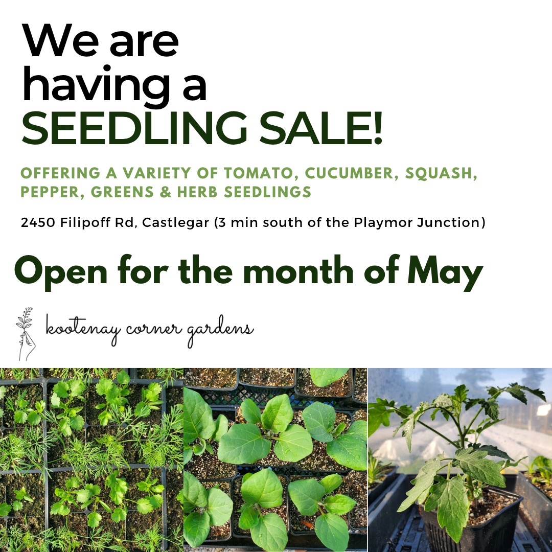 Our Annual Seedling Sale is coming up fast! 🎉 It’s hard to believe this will be our 4th year hosting this springtime tradition!
🌱Mark calendars for the upcoming dates:
▶May 1st: Our greenhouse opens right here at the farm!
▶May 10th: Catch us at the Mother’s Day weekend Garden Start Market on Baker St in Nelson!
It’s the perfect time to get your garden growing. 🥬😊
#kootenaycornergardens #gardenstarts #growyourownfood #localfoodmovement #seedlingsale