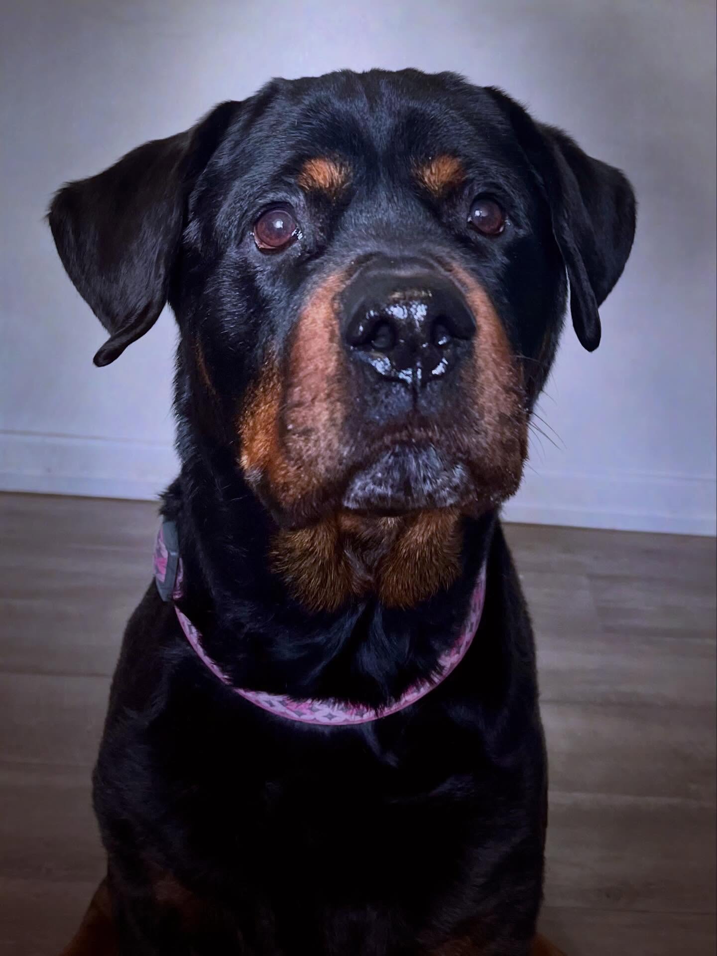 Beautiful soul Lex, safe passage over rainbow bridge 🌈🩷🥲
