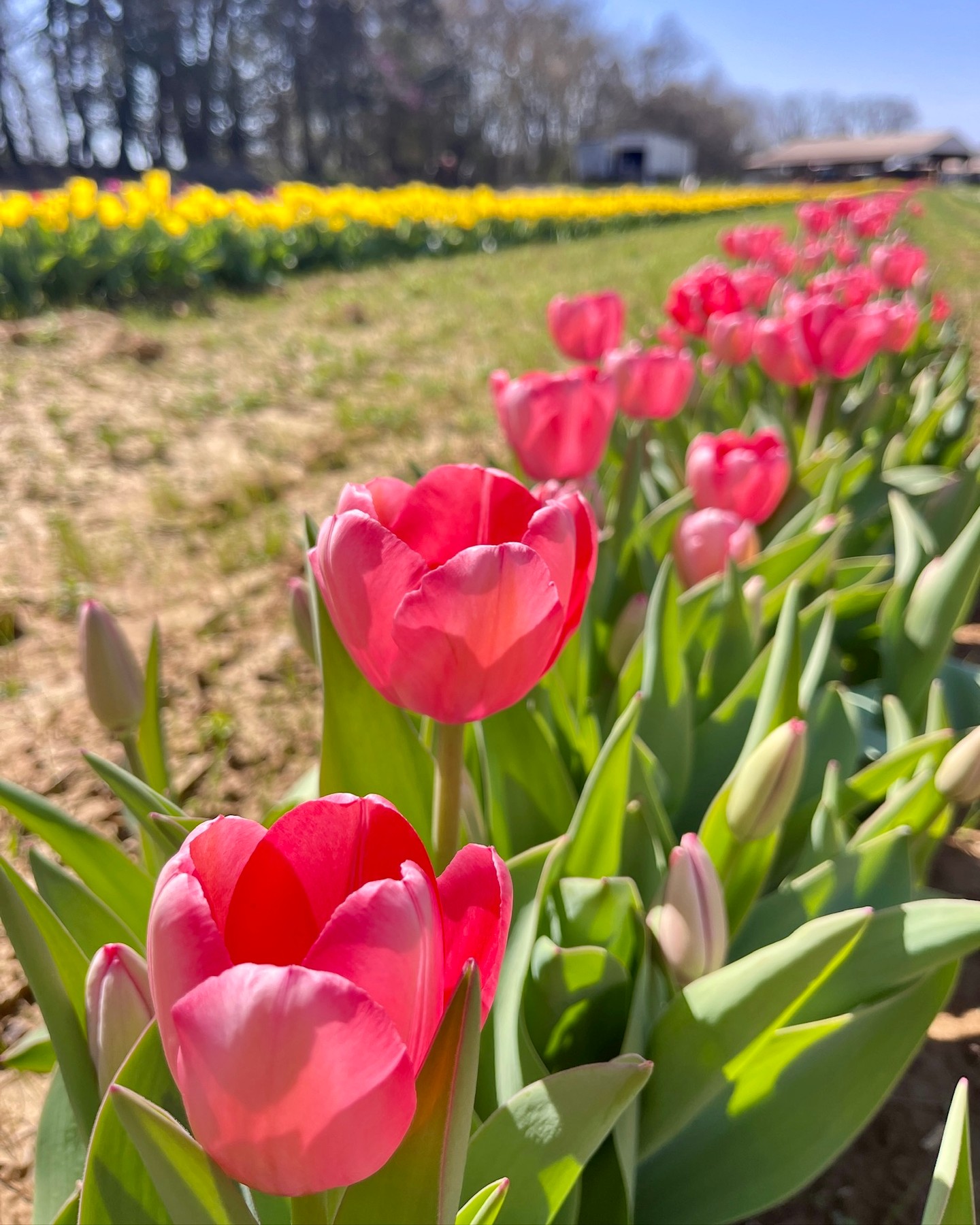 And just like that, our spring season has come to an end. 🌷🐰
THANK YOU to each and every one of you who came out to experience our very first Tulip Festival. It was such a hit, and we are already dreaming up ways to make next year even bigger and better. 🤍
🎃 Next up… all things FALL this September. We have some exciting new additions coming this season, so stay tuned.
Want early access to sales and updates? Join our email list at donnellcenturyfarm.com/email-signup
