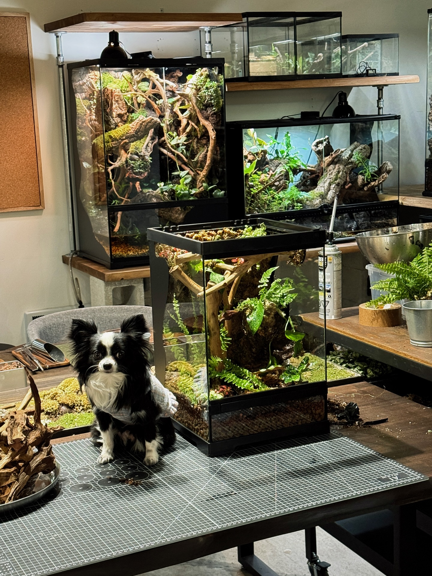 🌿Private Vivarium Workshop
#vivarium #geckolife #vancouverplants #thingstodoinvancouver #savethedateideas
