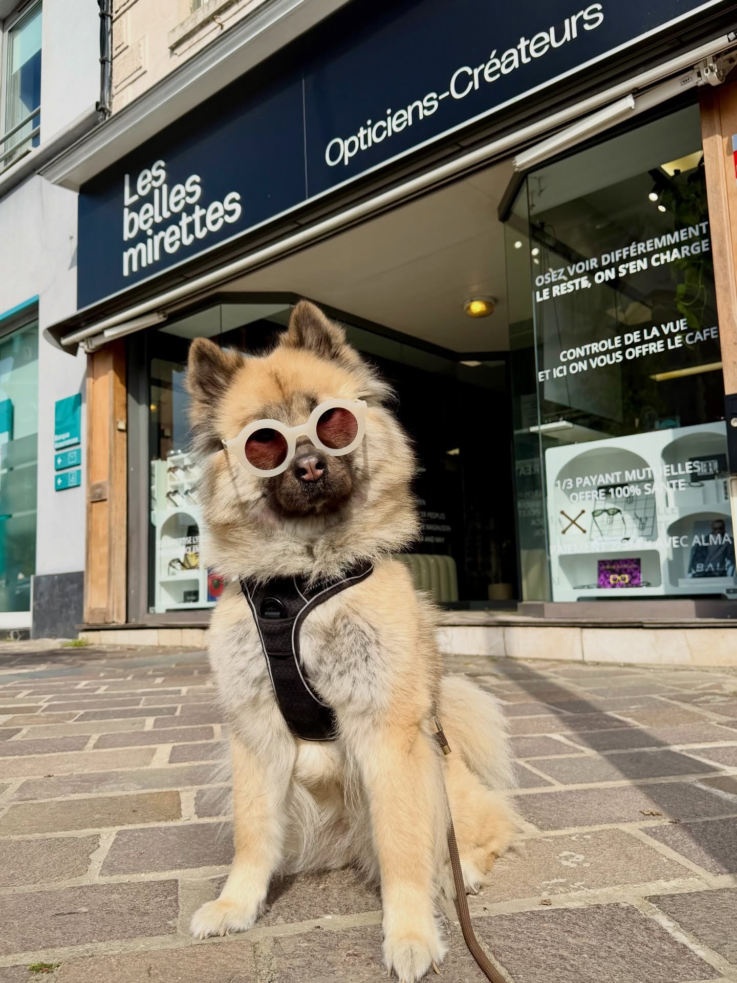 Chez les belles mirettes on ne trouve pas de croquette mais de belles lunettes 🤓
Evidemment le magasin est dog friendly donc n’hésitez pas à venir avec vos petites boules de poils !!
À très vite en magasin 😎
#lesbellesmirettes #wambrechies #lunettesdecréateur #eurasier #dog