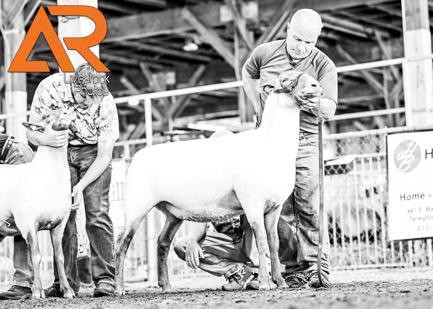 National Tunis Sheep Show photos at the Maryland State Fair are now available on the site!
National Tunis Sheep Registry, Inc.
Need a breeders package larger than what we offer on the site? Reach out to me at info@alexisradunlivestockphotos.com to set up a custom package.
📸View and purchase images at
https://alexisradunlivestockphotos.shootproof.com/gallery/24585650/album/18266776
All other show images and information can be found at ⬇️
ALEXISRADUNLIVESTOCKPHOTOS.COM