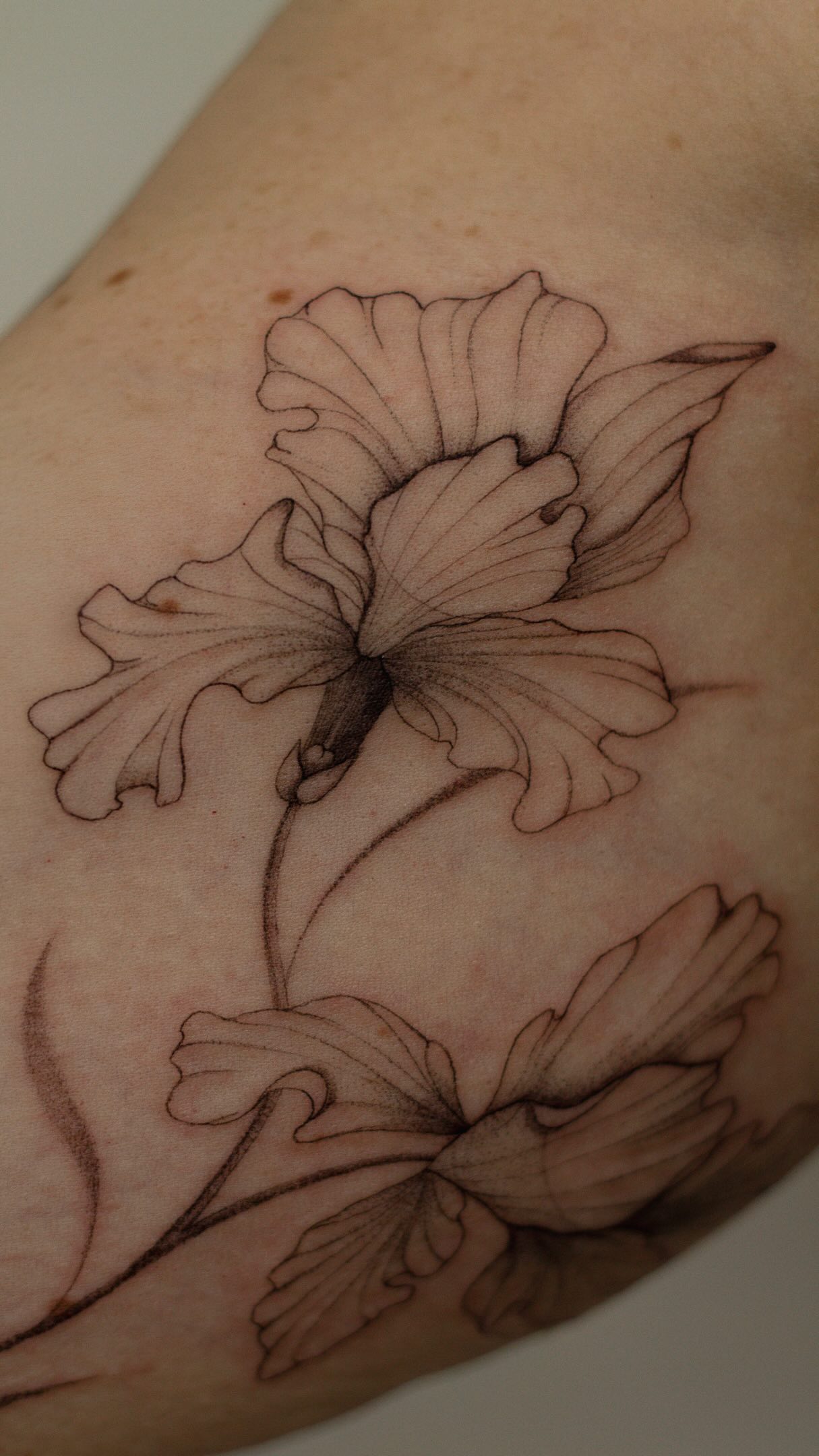 The struggle is real! I feel like I’ve been so inactive with posting- I have so much I want to share but social media is draining me at a cellular level Love you all! I’ll be sharing some pretty epic stuff very soon. Stay tuned 🫶🏽
•
•
•
#aztattoo #finelinetattoo #ornamentaltattoo #floraltattoo fyp lines fineline aztattoo tattooartistarizona mesatattoo gilberttattoo finelinearizona finelineaz peony flowers flowertattoo flowertattooaz freehandtattoo botanical botanicaltattoo floral floralfineline art ornamentaltattoo flower tattooed arizonau tattooideas inspo inspotattoo fyp hawaiitattoo hawaiifineline oahutattoo konatattoo kauaitattoo hawaiitattooartist traveltattooartist inkisland phoenixtattoo chandlertattoo christiantattooartist