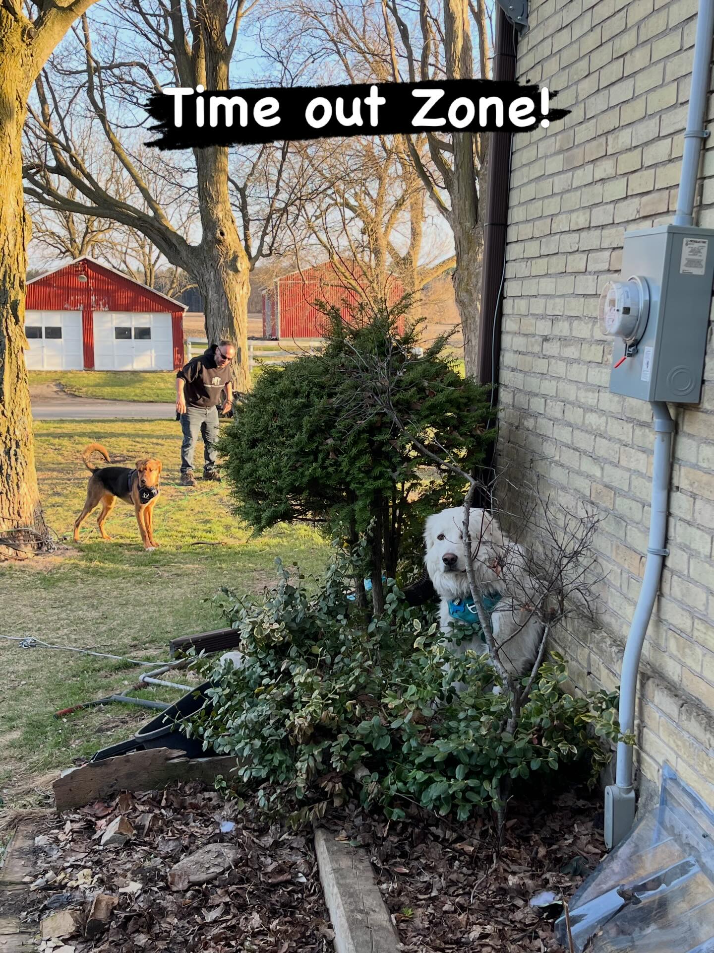 Moose has a time out safe zone from play time with Max! #thistlehousefarm #carefarm #greatpyr #lovemydogs
