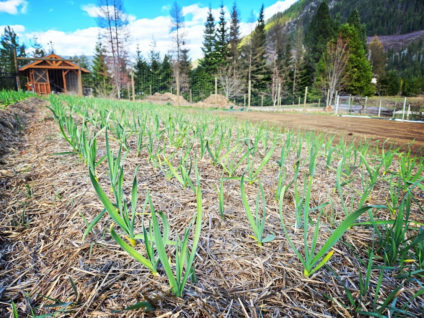 Feeling the love of the season's change ✨️. Here's to spring and the energy that moves with it.
#kootenaycornergardens #springtime #marketgarden #light #energy