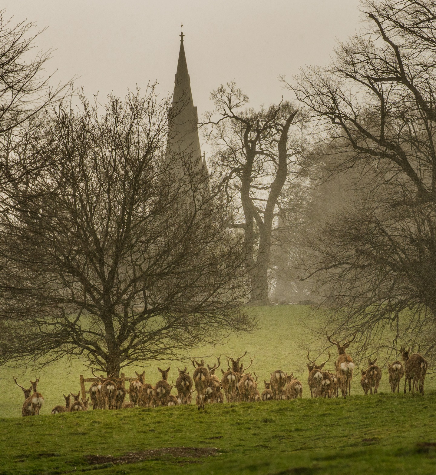 The Deer of Studley Royal Photo Walk. #studleyroyal #light #yorkshire