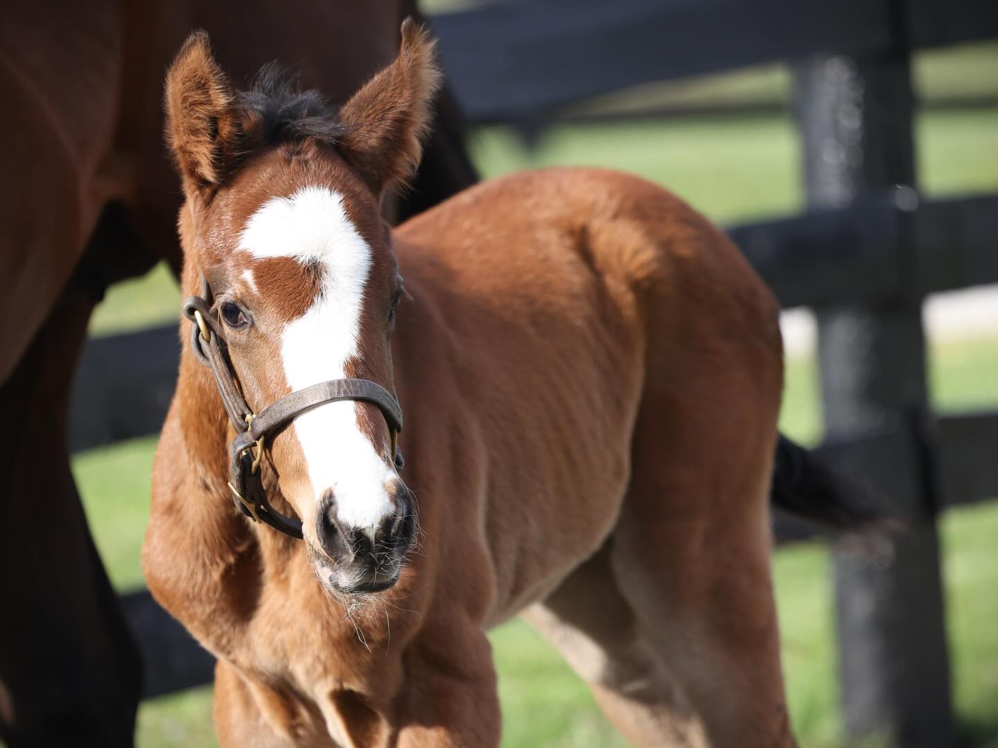 From first steps to first steps under saddle.
I love starting babies but this year I was just too spread thin to be consistent enough with her. Thanks @felipejacobo2 and @gretacolleyy !!! #brownsteadfarm #futureracehorse #brownsteadbred #kybred