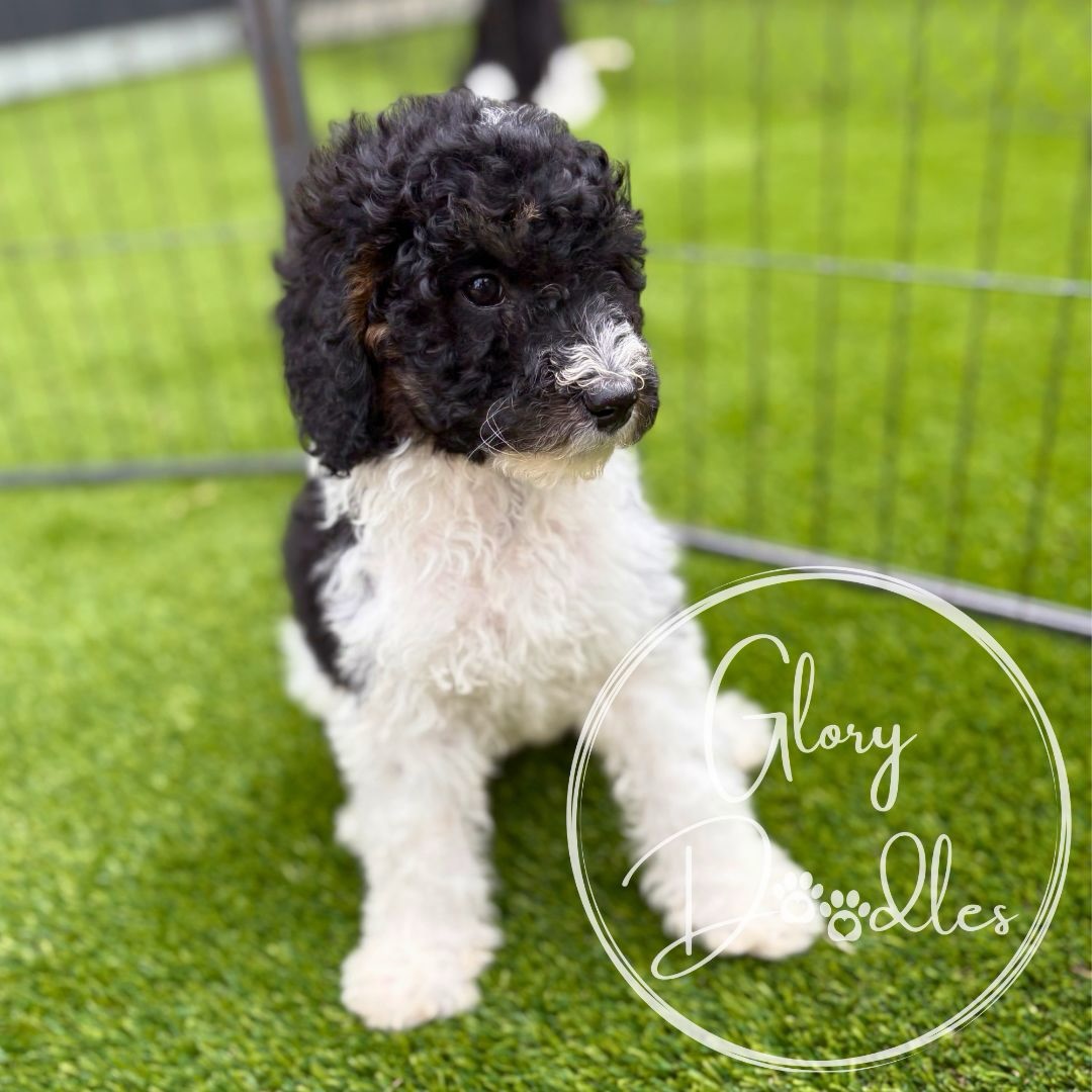 …and then there were 5 🐾 we have 2 mini and 3 medium bernedoodles looking for their forever homes! 4 girls and 1 boy 🩷🩷🩷🩷💙
you can message us for more info or check out our website (glorydoodles.com) for more info on our program!
#bernedoodlepuppies #minibernedoodle #bernedoodle