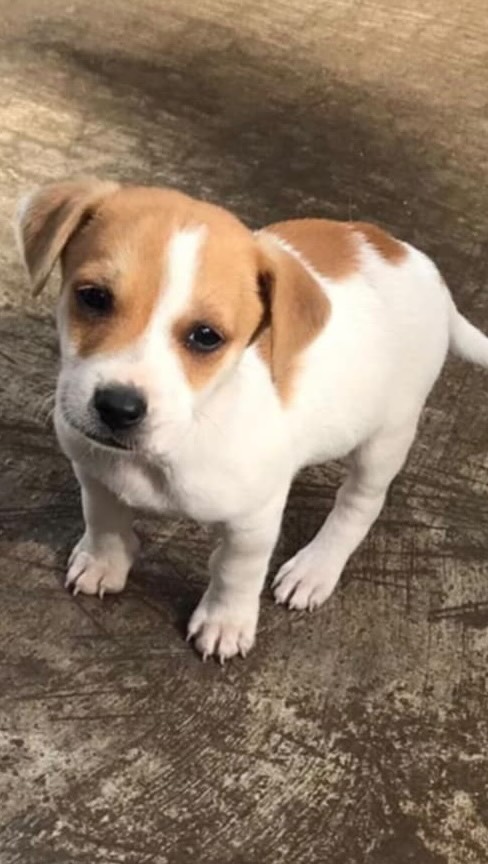 Well, we guess it's only fitting on "National Pet Day" that our Rescue gets an S.O.S. plea for help to rescue these 5 small breed pups and their mama..
Even though we currently have 40 + dogs in our Rescue, we couldn't let these little ones & their mama fend for themselves... Mama Sherry is already being sterilized tomorrow.
After they're all medically vetted, each one of these sweet souls will make beloved pets. Stay tuned!
To help us with dog food & medical care for these littles, please consider donating today at: www.almarescue.org or Venmo at: @ALMA-Rescue
Thank you β₯οΈ
#adoptdontshop #rescuedogs #almarescue