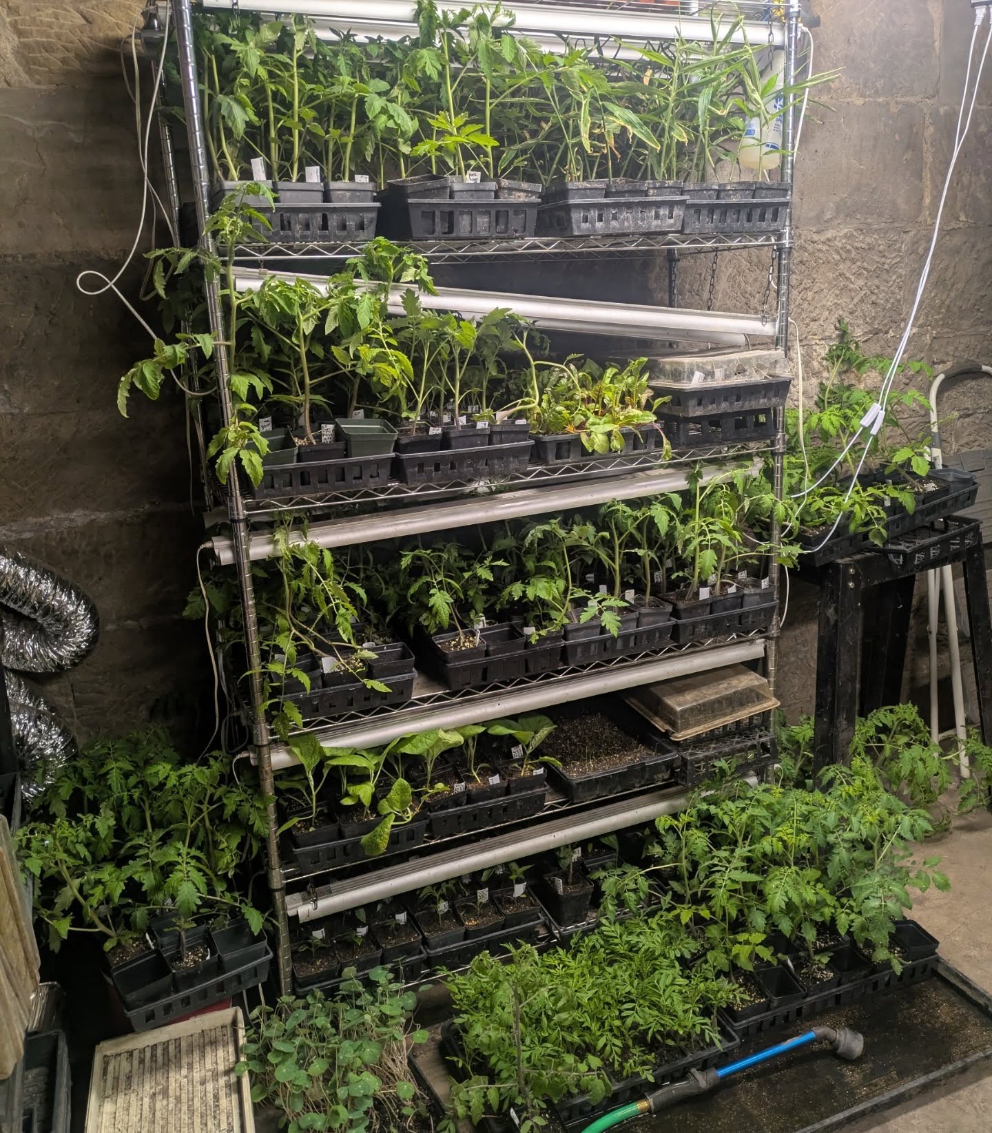 These tomatoes will be really happy to get out to the high tunnel after we are through with Monday's low. βοΈ This grow room is AT CAPACITY. π