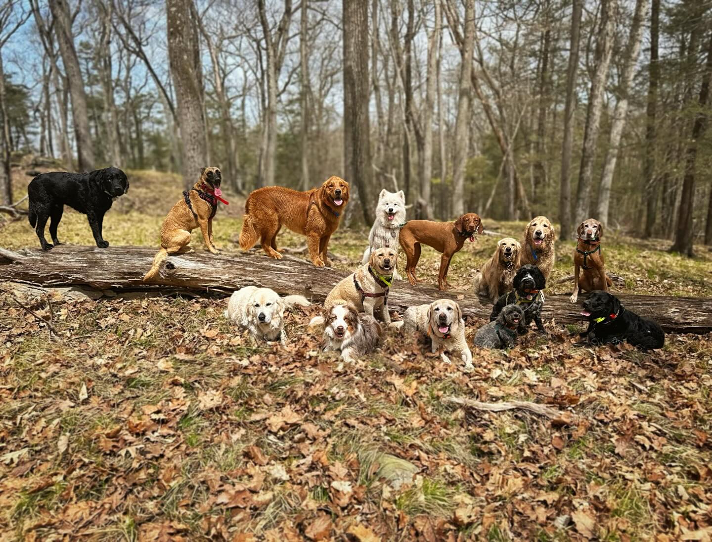 @ryesutton you are one popular pup, a special thank you to all of Rye’s furriends for joining her pawty #11yearsyoung #happybirthdayvibes 💛☀️💛