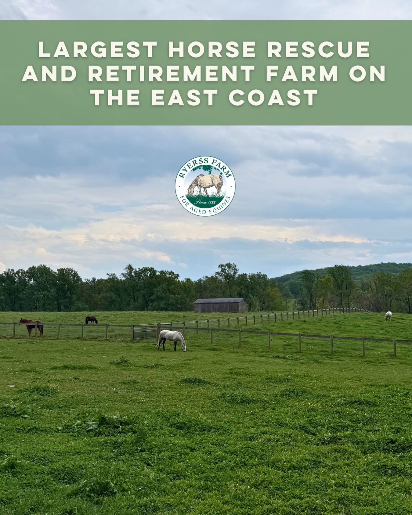 Ryerss Farm is the largest horse rescue and retirement farm on the East Coast. 🐎💚 There are many ways to support our residents! You can sponsor a resident, donate a pedicure or memory plate, sponsor a dental visit, gift essentials from our wish lists, or make a donation to sustain the farm.
Click the link in our bio to donate now!