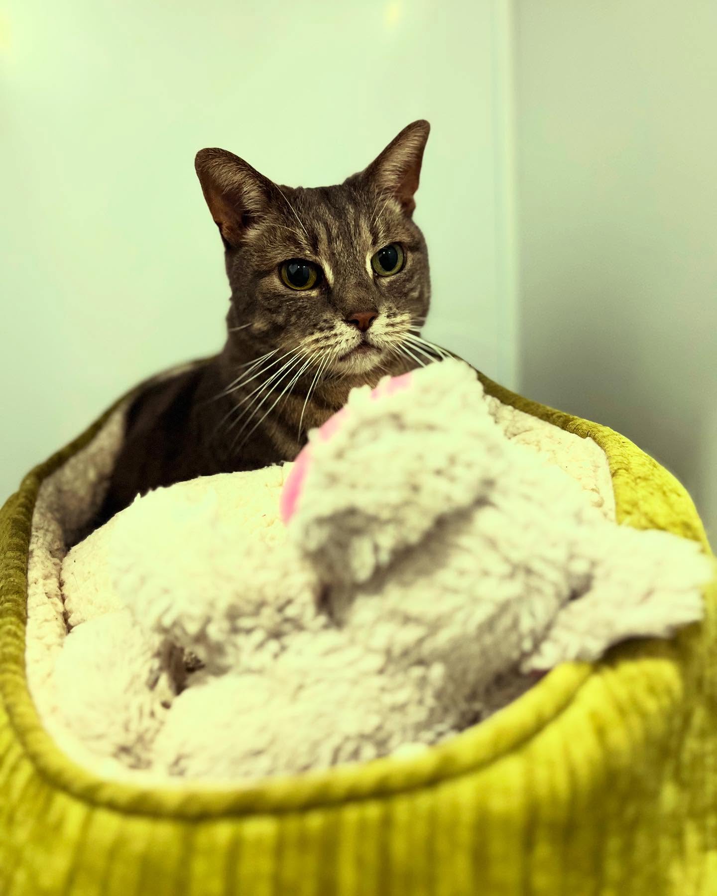 Got to love a pretty Tabby βΊοΈ
#tabbycatsofinstagram #cathotel #luxurycattery #catterycat #catowners #catlover #tabbycat #gatwickcattery