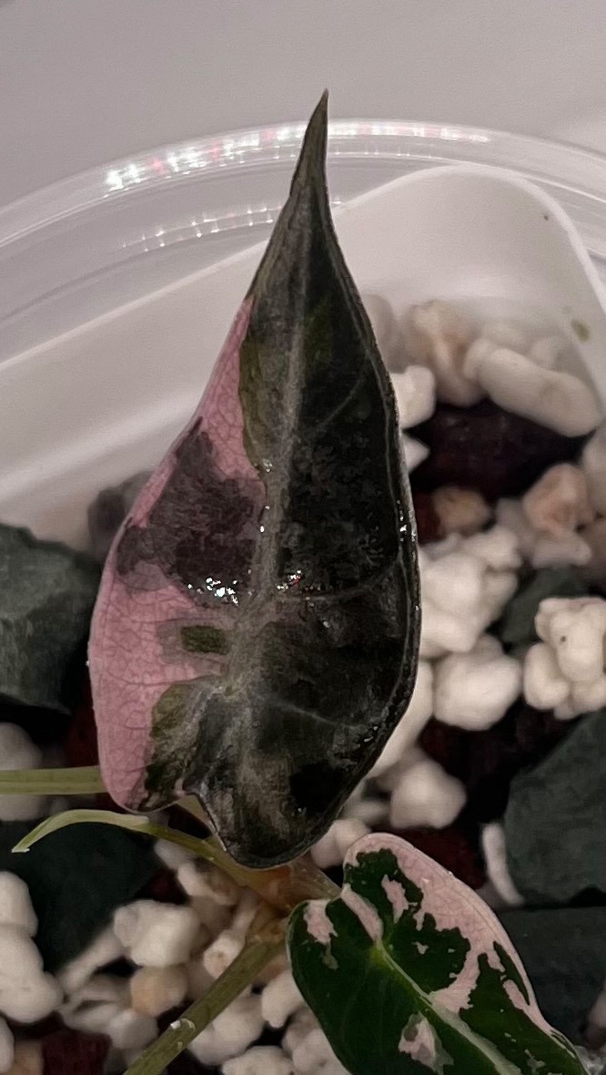 The wait is almost over.
This Alocasia Bambino is just a glimpse of what’s coming.
We go live from April 22.
We’re getting everything ready.
Join us through the link in bio, a small welcome offer is waiting.
#alocasiabambino #variegatedplants #rareplants #plantlover ottawaplants