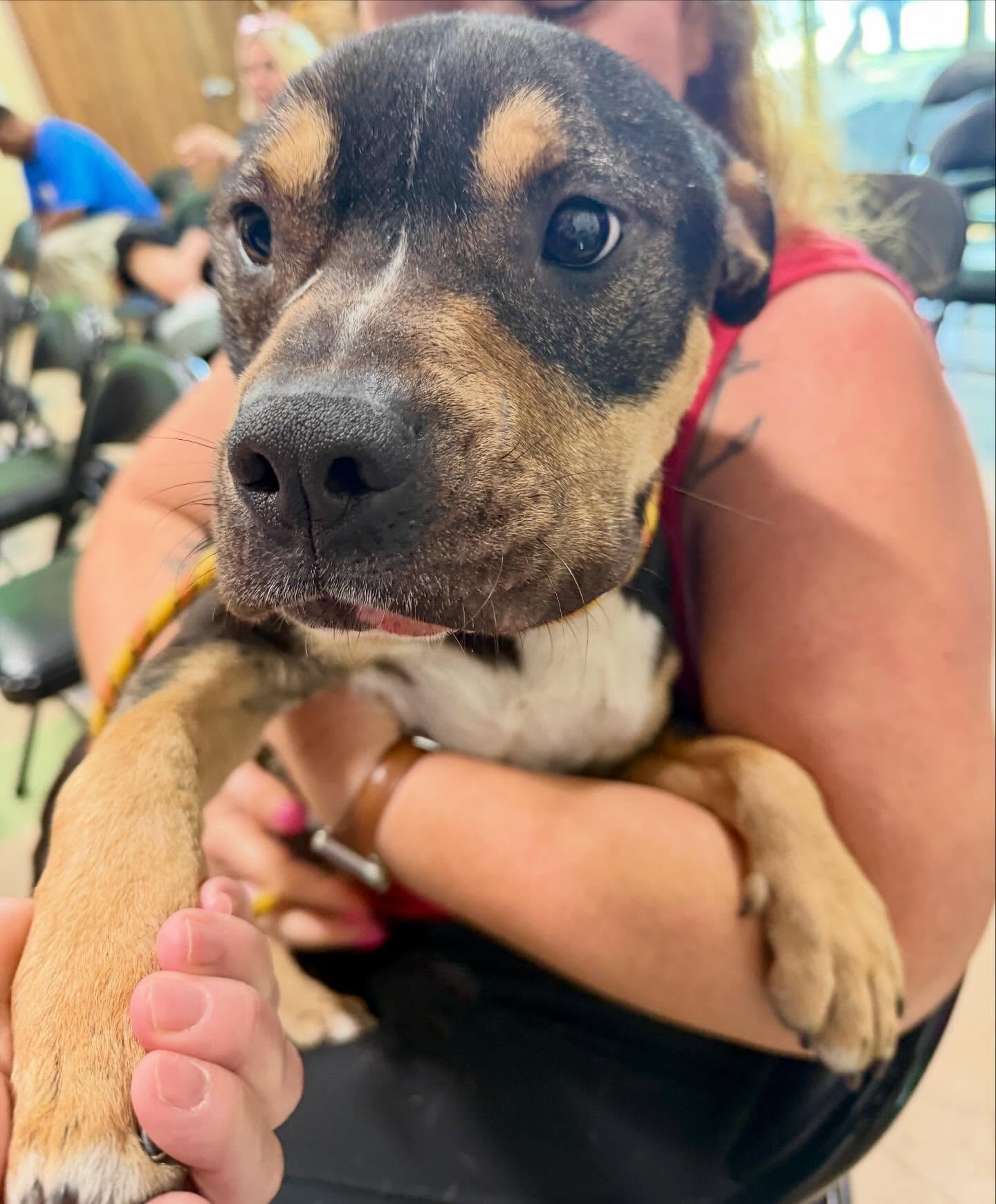 The LRAV volunteers have all fallen in love with Pablo! He lives for snuggles. 🥰
He’s one of the best lap pibbles around. Can he come home with you?
Pablo is gentle, adorable and soooo sweet.
Pablo is around 2 years old and only 36 pounds. He lives to love. ❤️ He’s listed as a pit bull, so he will undergo temperament testing before leaving the shelter. He will need to live in an area where his sweet breed is allowed.
Come meet him at the Little Rock Animal Village, 4500 Kramer Street, Tuesday-Saturday, 10:30-5. No appointment needed.
Photos don’t always do these sweet pups justice, so it’s best to meet them in person.
All $90 adoptions include spay/neuter, microchip, and shots. The shelter is WAY too full.
Please share! Every time you adopt, you save a life. 💜🐾