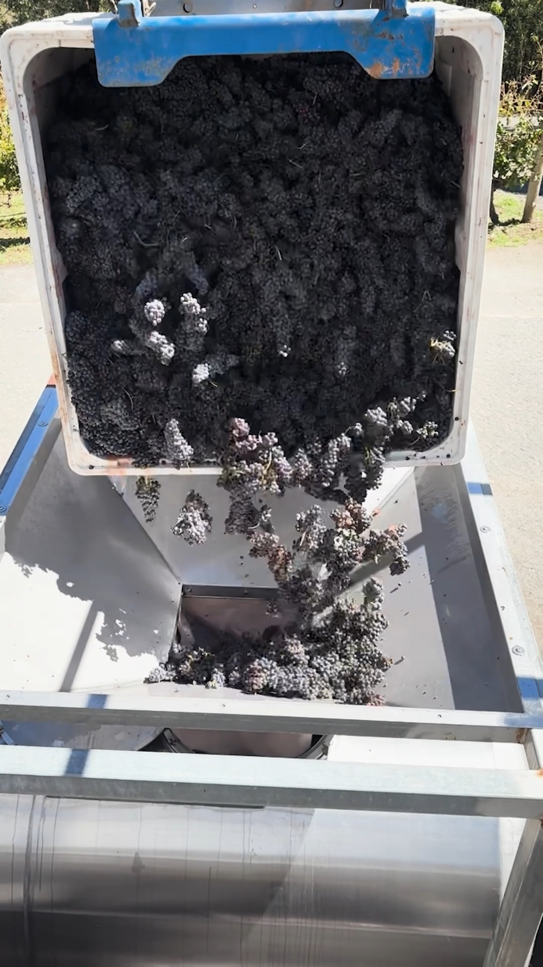 A look at how the 2026 vintage is taking shape at Mount Towrong.
Fruit arrives, heads to the press, and the juice is pumped into stainless steel fermenters where the real work begins. It's one of the more satisfying sequences of the year to watch unfold.
#mounttowrong #macedonranges #macedonrangeswine #vintage2026 #winemaking