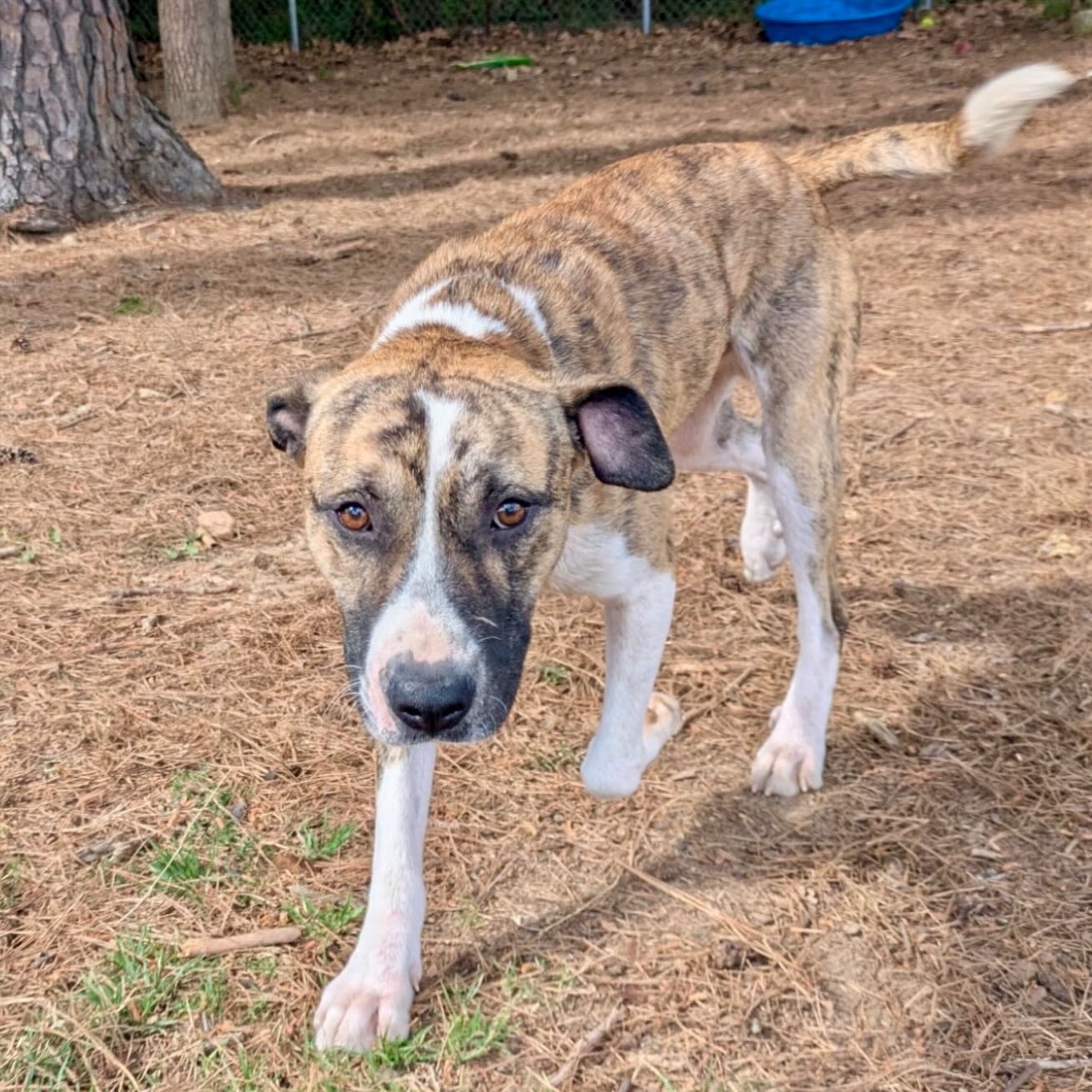 Meet Hugo! Isn’t he handsome? 😍
Hugo is the perfect size. At 2 years old, he’s fully grown and weighs just 44 pounds.
Hugo appears to be potty trained, is very good on a leash, playful and friendly. He also seems to like other dogs.
Would he fit in with your pack?
Come meet him at the Little Rock Animal Village, 4500 Kramer Street, Tuesday-Saturday, 10:30-5. No appointment needed.
Photos don’t always do these sweet pups justice, so it’s best to meet them in person.
All $90 adoptions include spay/neuter, microchip, and shots. The shelter is WAY too full.
Please share! Every time you adopt, you save a life. 💜🐾