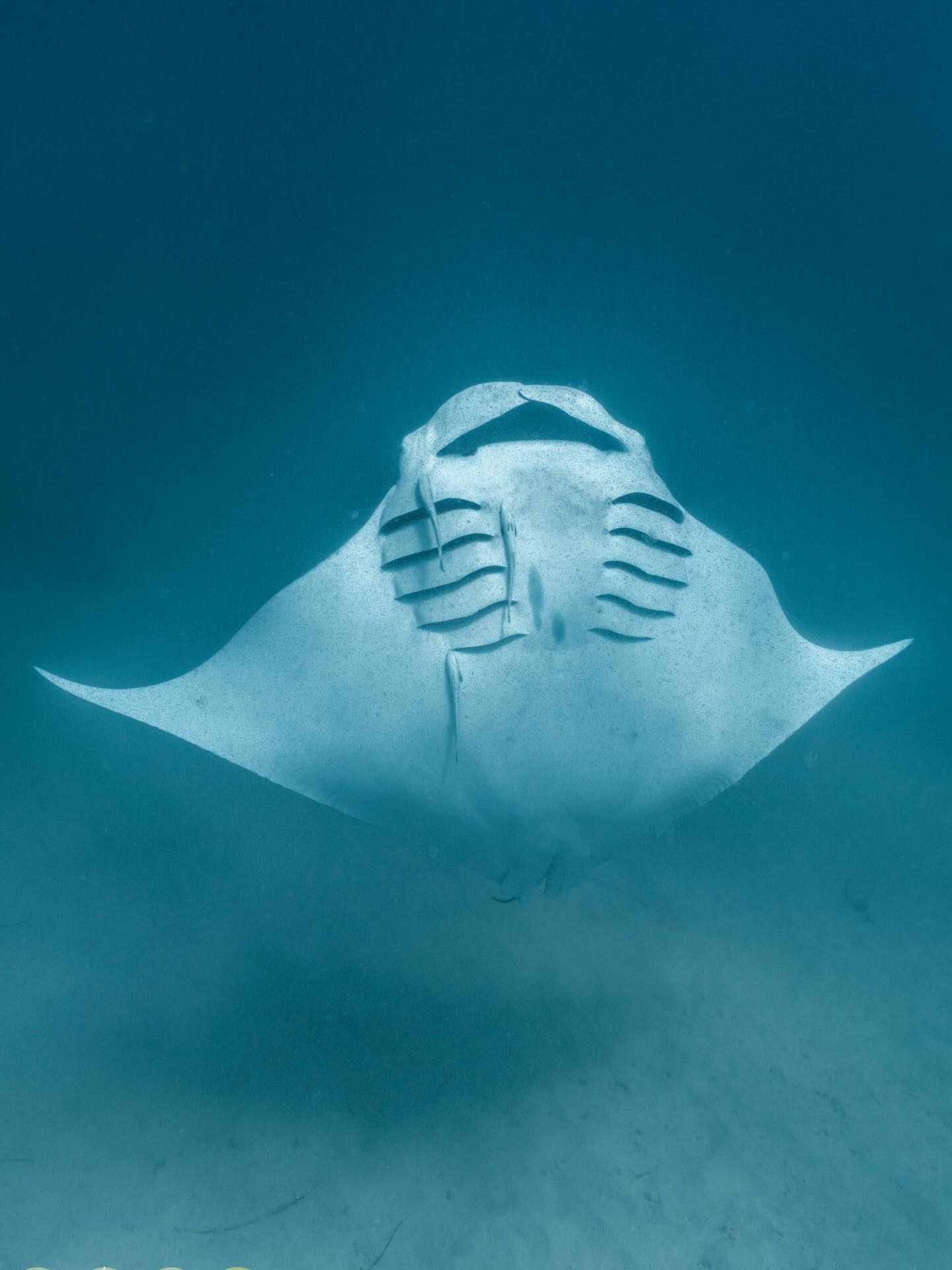 Barrel rolling in action ✨
Manta rays use this clever feeding technique to stay in plankton-rich water looping over and over to maximise every mouthful.
They’ll often link multiple rolls together, creating slow, spiralling movements that are just as fascinating as they are efficient.
Pure Ningaloo magic 🩵
@lauratierney 📷
#mantarays #coralbay #barrelrolling #feeding #ecperience