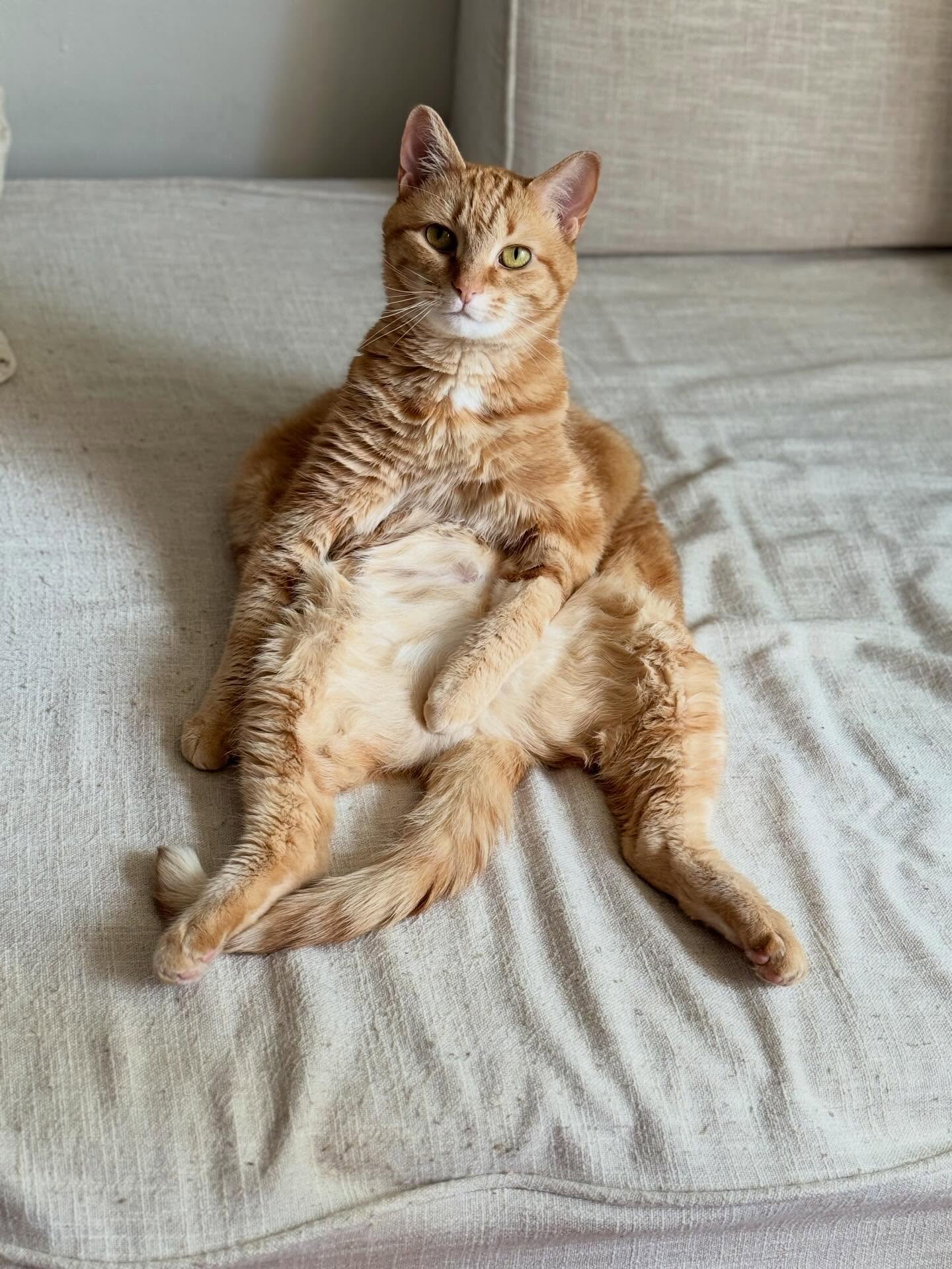 First time I have seen Lea imitating her brother Alfie’s morning spread. Is this instinct, comfort or learned behavior. 🤷♂️#gingercats #gingercatsofinstagram #catsplay