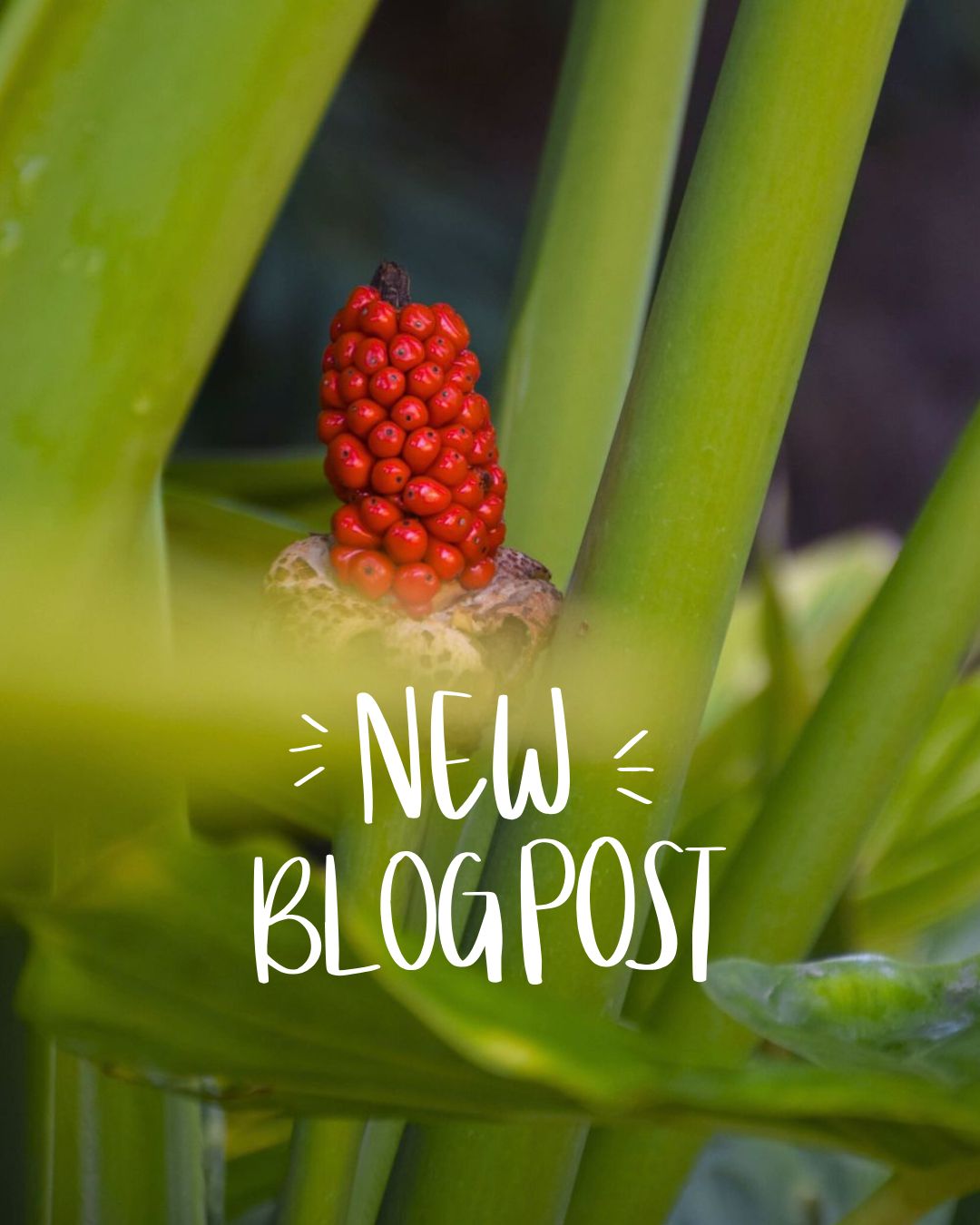 Wondering what to plant in Autumn? 🌱
🌿 New Blog Article Out Now! 🌿
From fruit trees to seasonal favourites, find out what’s thriving right now and how to make the most of your garden as Summer leads into Autumn.
👉 Visit our blog to read “What to Plant in Autumn” and get planting!
#BambooDownUnder #GardenTips #WhatToPlant #AutumnGardening