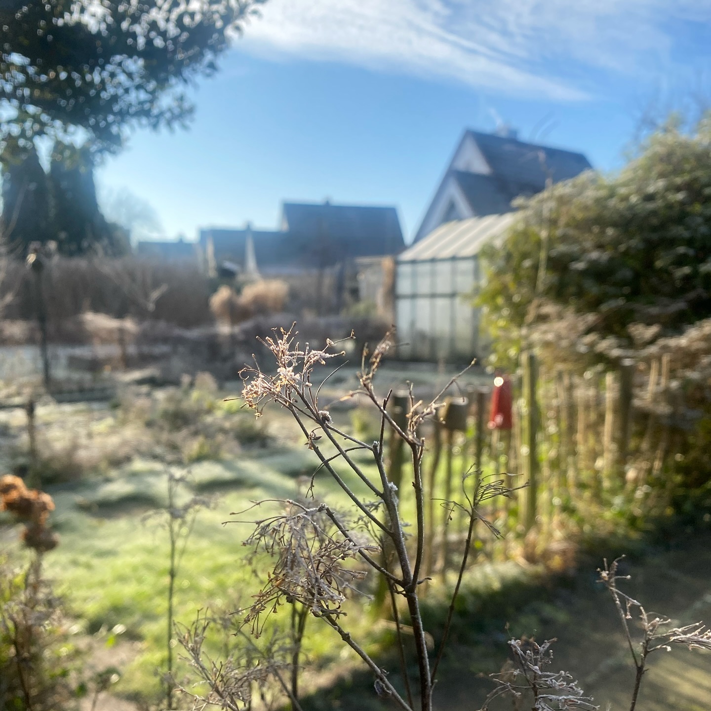 Kurzer Mittagspausenrundgang durch den Garten. Der Frost sieht so schön auf den Blütenständen des letzten Jahres aus. Dazu noch die Sonne für gute Laune.☀️🤗 Ein Sturmopfer haben wir zu beklagen, dem Gewächshaus hat es eine Scheibe rausgehauen.😓💨
#januargartenchallenge #itscoldoutside #wintergarden #frozengarden #gardeninspiration