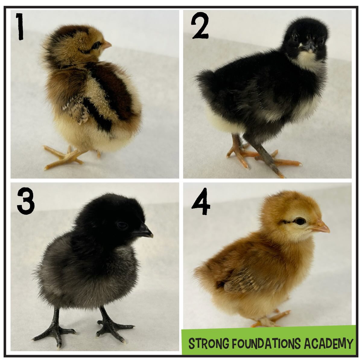 🐥 Our chicks have hatched and we need your help with our favorite part—naming them!
This year, we’re going with a FAVORITE SNACKS theme! 🍿🍪🧁 Drop your name suggestion with the chick number in the comments below! Ex: 2-Oreo
We can’t wait to introduce our fluffy little snack squad soon! 🐥 #strongfoundationsacademy