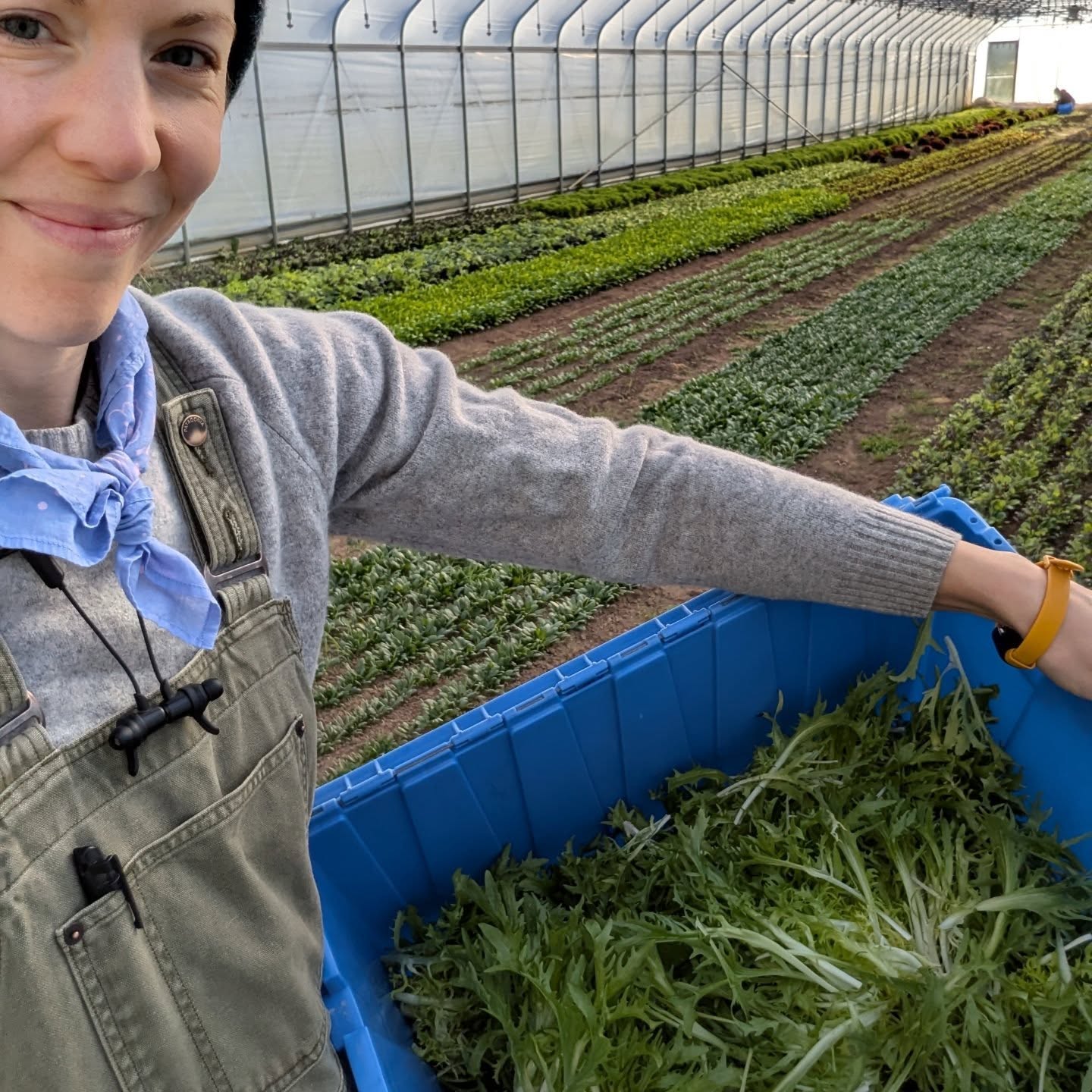 Things you should know about frisรฉe, part one. ๐ซ๐ท
๐ข We sometimes call it "Prep school lettuce"
๐ข Isn't lettuce at all though
๐ข Makes our signature salad mix super chic
๐ข Slightly bitter, but entirely awesome (like some of our favorite people ๐)
๐ข A relative of dandelion and other chicories
๐ข Sometimes grown with cute little hats (cloches) to encourage blanching
๐ข A perfect companion to a mustard-y dressing ๐ค๐ป
But the most important fact? We're bringing some luscious heads with us to the @grandviewheightsfarmersmarket tomorrow! See you there