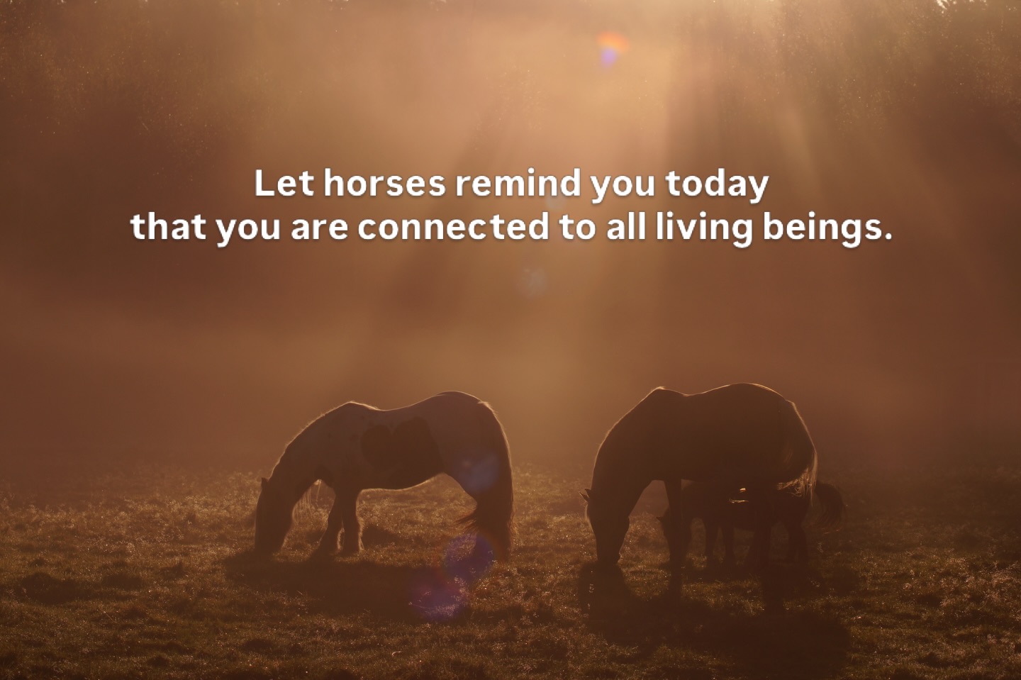 To know you are part of life, connected to all living beings. To know that we as humans are animals too, that we are part of the eco-system, that we carry wisdom and power to play our role. Means that you belong. That your home is life itself ❤️🙏