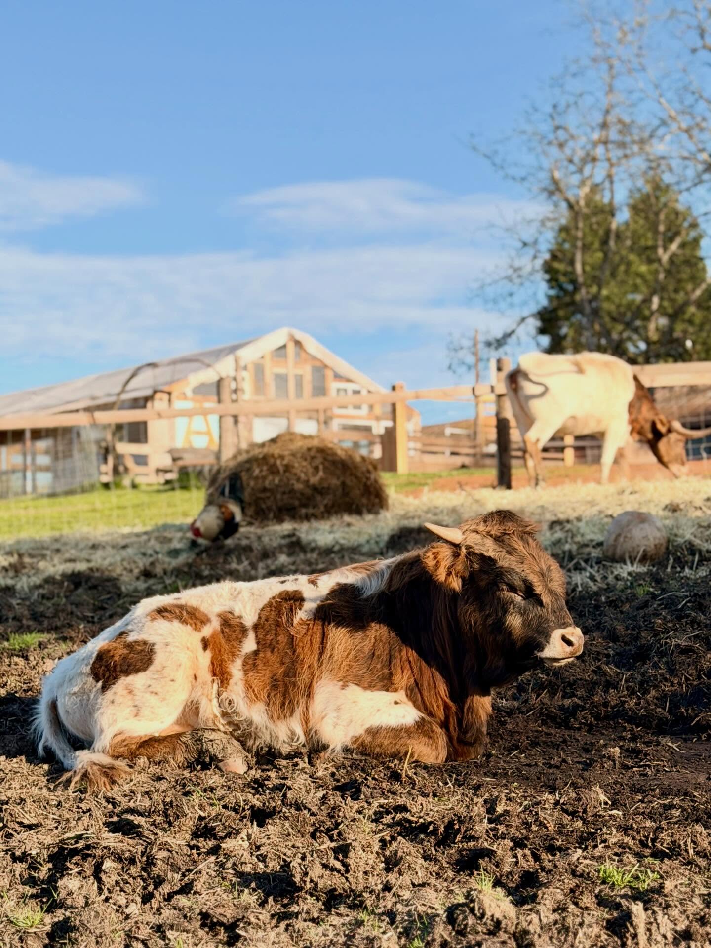 What should we name this handsome new addition?
He’s a Texas Longhorn x Scottish Highland Bull.
Comment your name suggestions and we will vote on the top favorites!
