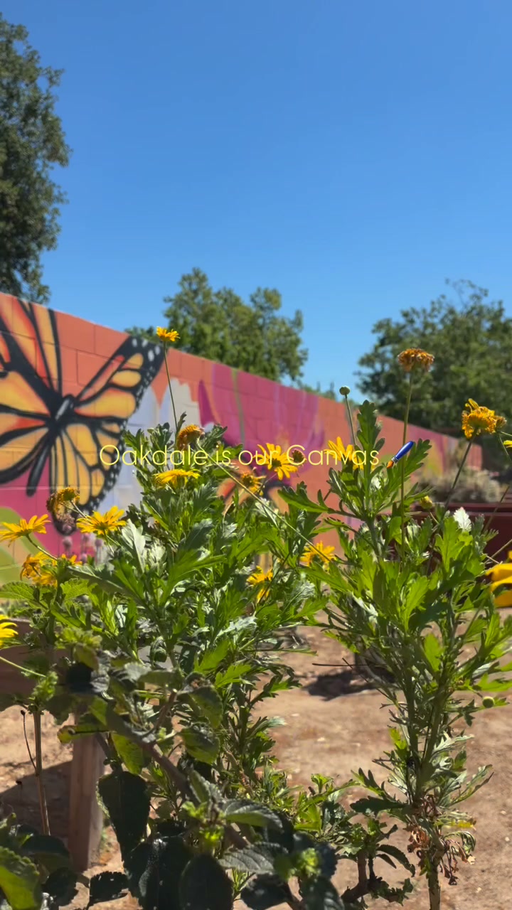 Experience the canvas beyond the screen, these murals are waiting for you. 🏃♂️🖼️
Thanks to @oakdalearts our history is painted right on the walls here in Oakdale, CA. 🎨
These vibrant murals are sprinkled throughout town, like hidden gems just waiting to be discovered. ✨
You can find these masterpieces at:
📍 H-B Saloon: Rodeo legends & the bucking bull, Bushwacker
📍 Downtown Fitness: A celebration of local youth & literature
📍 Oakdale Town Plaza: Tree swallows taking flight among oak leaves
📍 Bistro 120: The iconic Oakdale Cowboy
📍 332 W F St: The peaceful Dickerson’s Sheep
📍 410 E A St: The vibrant Community Garden mural
📍 102 W F St: The Stanislaus River mural
The best part? More murals are coming soon, making the open-air gallery even bigger! 🖌️
Support local art and keep the visibility of art growing in our community. Visit http://oakdalearts.org for the full map! 🗺️
#VisitOakdale #OakdaleMurals #OakdaleArts