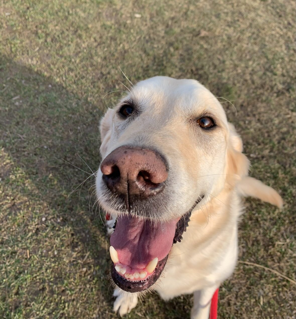 Happy enjoying the sunshine and nature 🐾🐶☀️