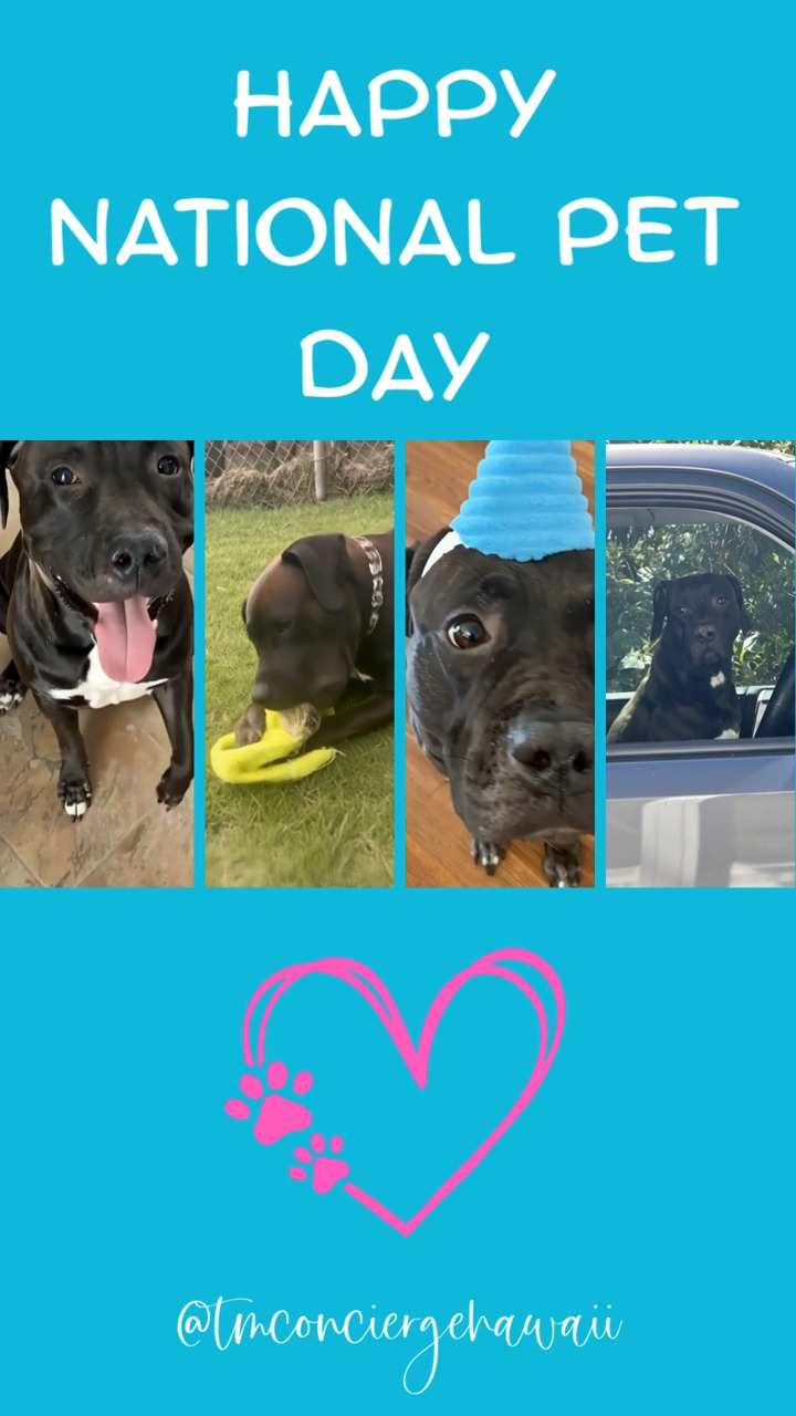 Spoiled? Absolutely. Loved? Even more 🐾😄 Wouldn’t have it any other way.
#SpoiledPets #PetLife #NationalPetDay #DogLife #CatLife #FurBabyLife #PetVibes #HappyPets #PetParents