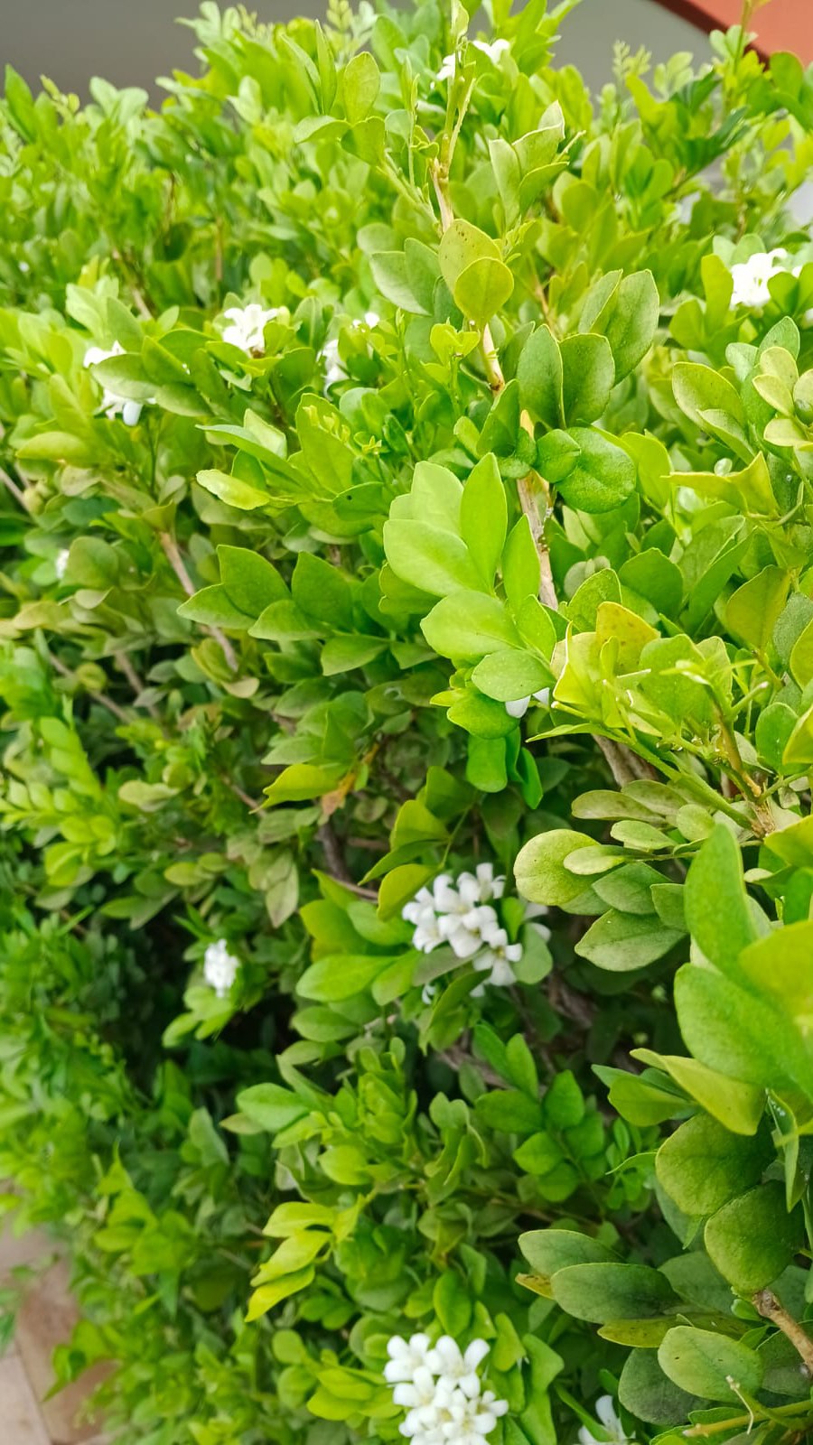 A floração do Jasmim, sua beleza e fragrância. Eu e minha mãe.