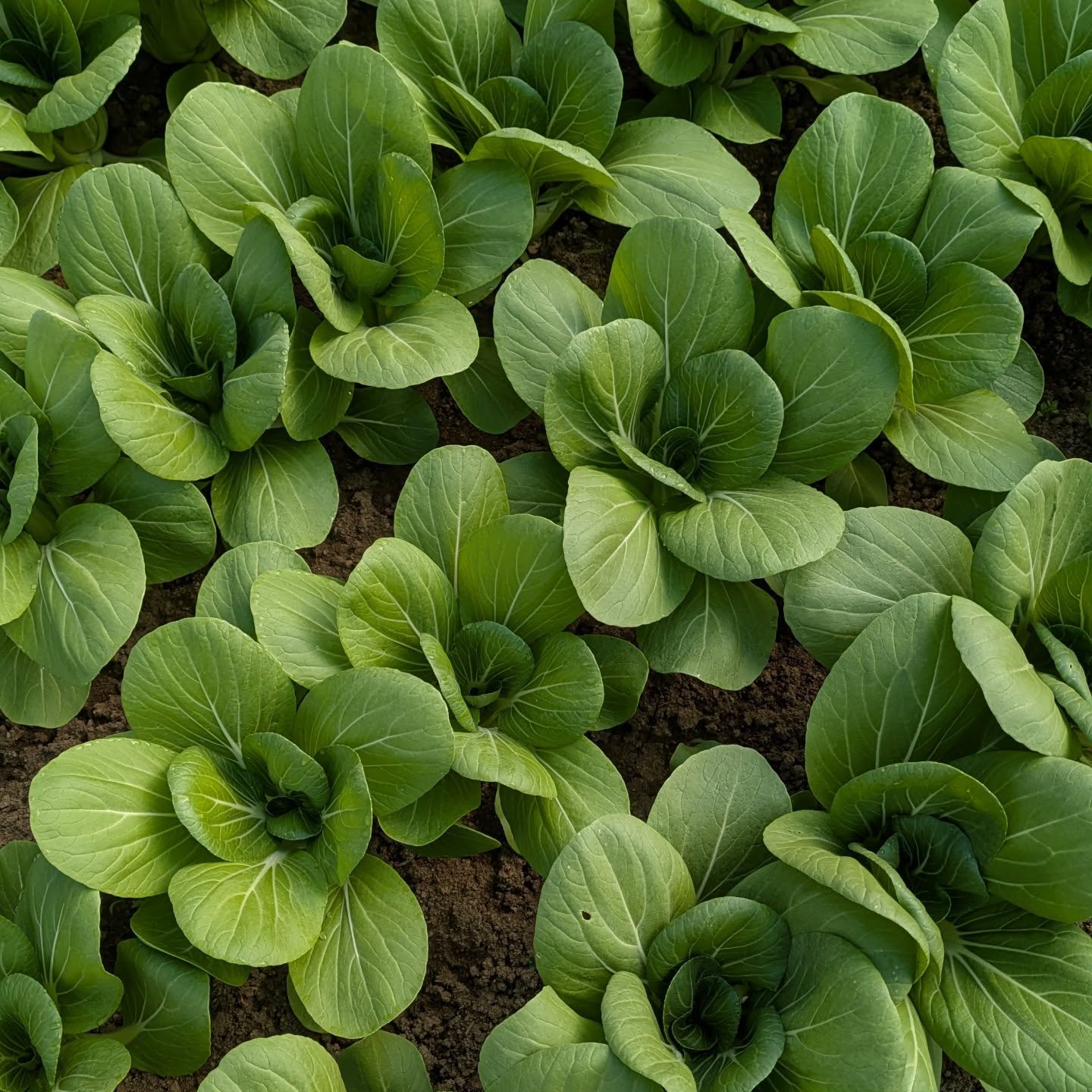 We're bringing some special spring crops to the @grandviewheightsfarmersmarket this Sunday! Like these bok choy, which are almost too cute to eat ๐ฅบ
CSA registration is still open! One nice thing about being a CFC member is that you never have to race to beat anyone to the cutest vegetables - they'll be packed up just for you! columbusfarmclub.com is where you'll find this ultimate life hack