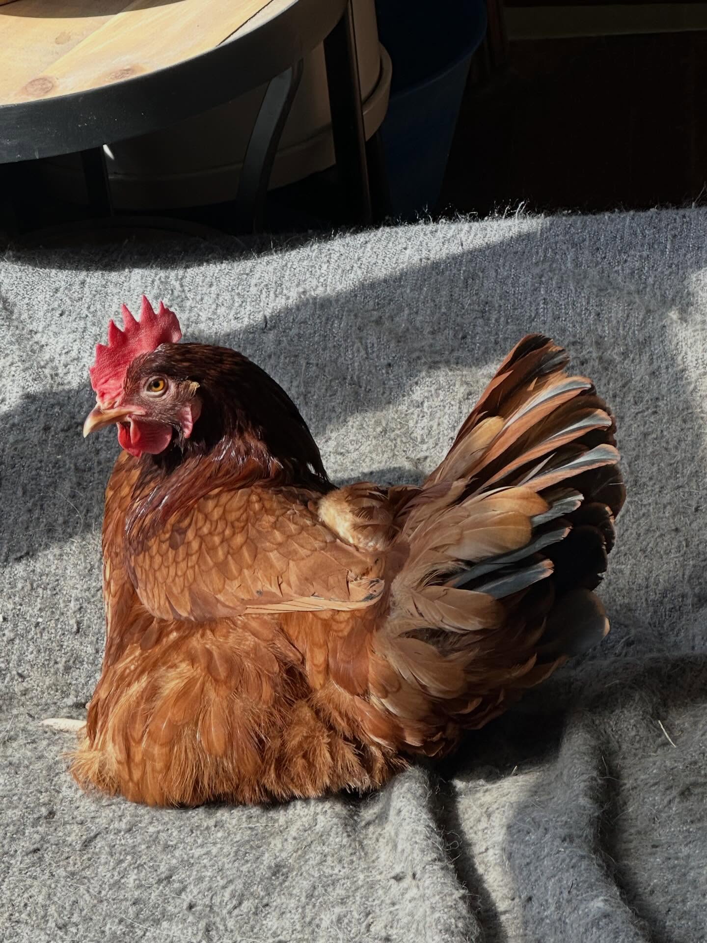 Spoiled house chicken sunning herself while everyone chills out #sun #carefarm #thistlehousefarm #chickens #dogs