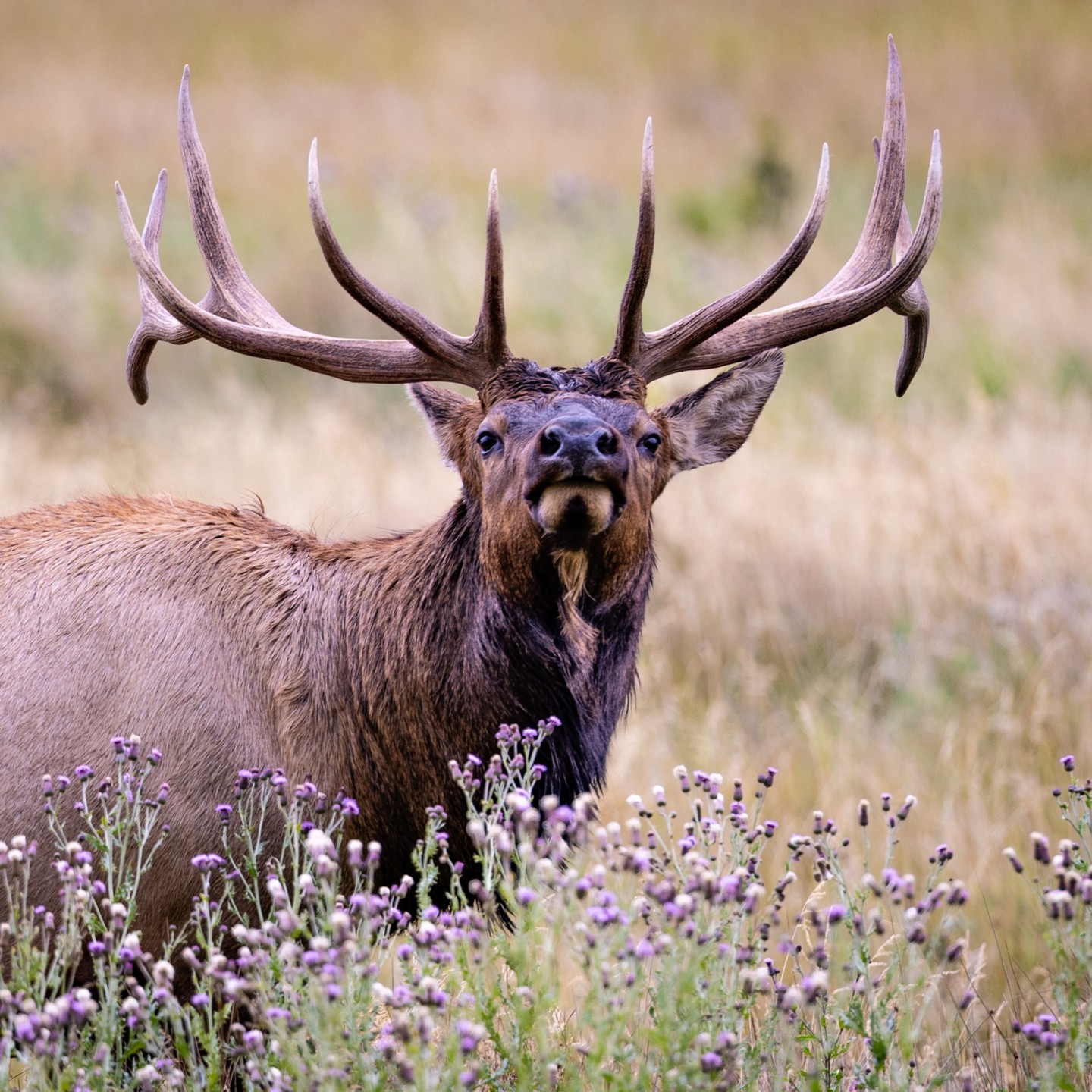 Heads up! Captured this fella right as he caught my scent and scoped me out. SWIPE to see all the different elk we found while out shooting for our latest @DesignShootBuild Youtube video. You can come with us on an adventure through diverse landscapes of Colorado as we photograph some stunning wildlife with the Canon 100-300 RF 2.8 lens. Experience the beauty and challenge of wildlife photography in some of Colorado's most beautiful locations.@canonusa @shimodadesign @mtnops
#wildlifephotography #wildlife #wildlifephotographer #wildlifepictures #wildlifelovers #nature #natureinspired #ourplanet #colorado #rockymountains #coloradolandscape #landscapephotography #canonwildlifephotography #canonRF100-300 #canonR5