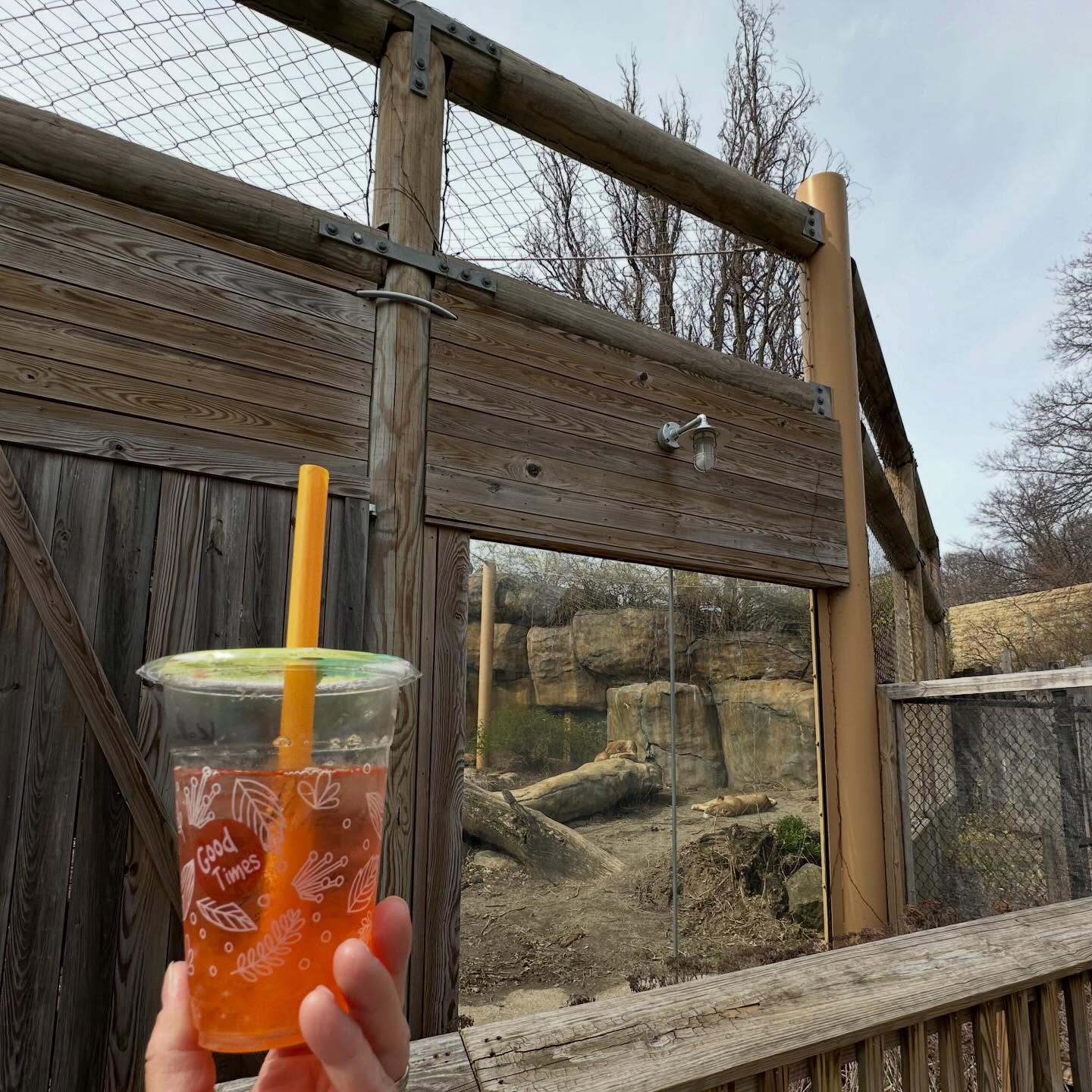 Signs of spring in #Erie: Sipping @andorasbubble tea 🍹 while strolling through the @eriezoo! 🦁🦓🐯🦏