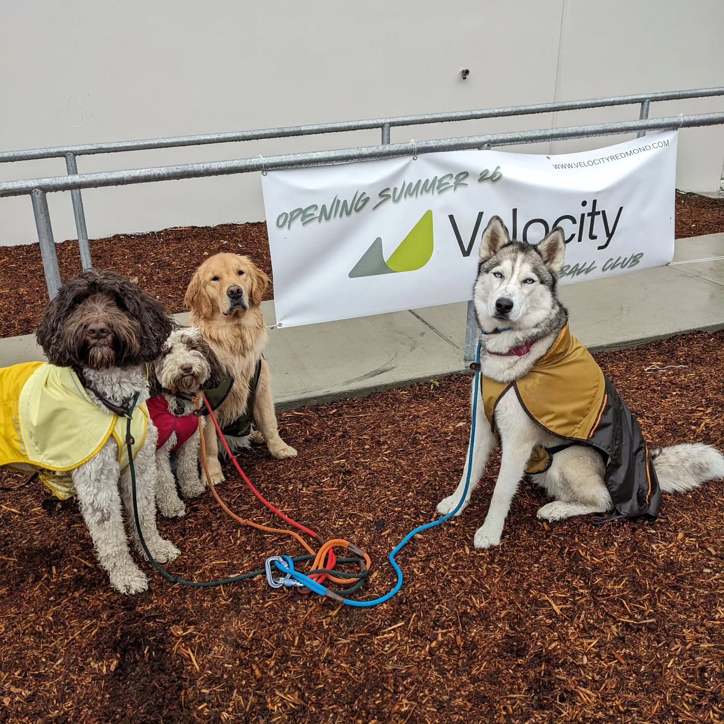 We advertise for a new ball club. Or is it a pickleball club? We didn't have our usual fans on the outdoor pickleball courts this morning because of the rainy weather. 🌧️
.
.
.
#dogwalker #packwalk #greatpyrenees