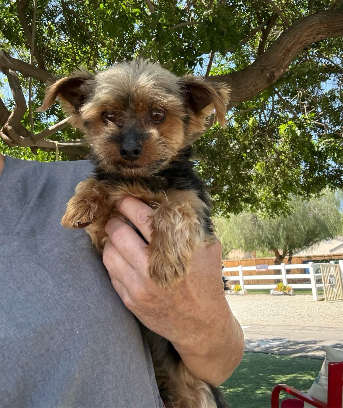 Bennett is a precious, little Yorkie. Hos DOB is 1/5/2019. He is shy, but loves to be held once he trusts. He is from a breeder and lived his life in a kennel.