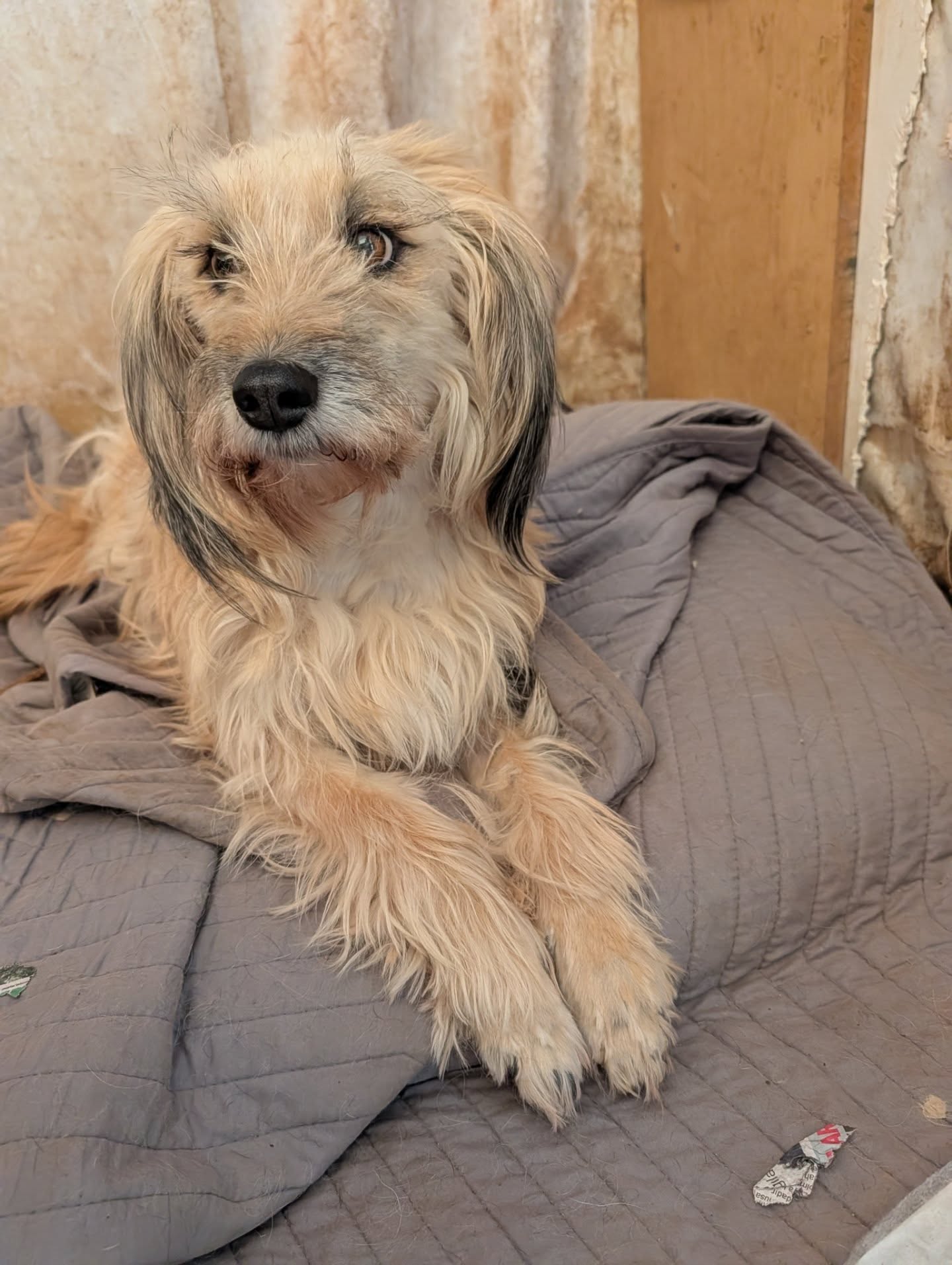 New on our website and available for adoption: Oona, a soft-natured girl, who would be so happy to find a home where she can feel truly safe 💕
Find out more about her here: www.melezdogrescue.com/oona