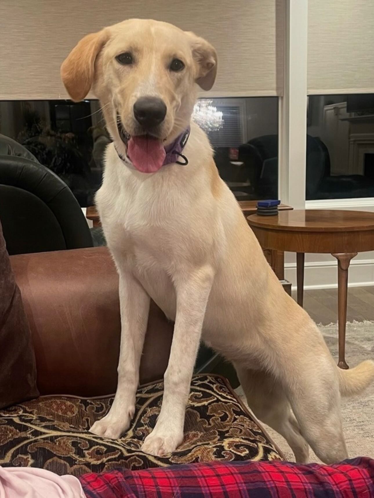 Pup of the Day: Carrie 2 years 4 mos.
This beautiful yellow Lab mix has a golden coat, a smile that doesn’t quit & enough love to fill an entire house! She was found in rural Texas, but that’s in the past — Carrie is ready to carry all her love straight into your forever home. 🏡
Here’s a little peek at our golden girl:
💡she lights up every room she walks into & loves every knee she rests her head on
⭐️certified star of doggie daycare!
🥒cool as a cucumber around cats, meow!
👟 High energy & LOVES the outdoors- hikers & adventure-seekers… come get your girl!
🎓 Currently enrolled in a prison training program where she is working hard to become her very best self — we are SO proud of her!
👧 Best with older kiddos due to her enthusiastic, exuberant spirit!
🍽️ Prefers to dine solo (easily managed, we promise!)
Carrie is looking for a family who is excited to bring her home straight from training, that way you can learn everything she has learned together & set each other up for the most beautiful success! ✨
If this golden girl has stolen your heart, like she has ours, apply to adopt Carrie!
If you are already an approved adopter and want to meet or adopt Carrie, please contact your adoption coordinator. Or you can fill out an application at mhlrm.com