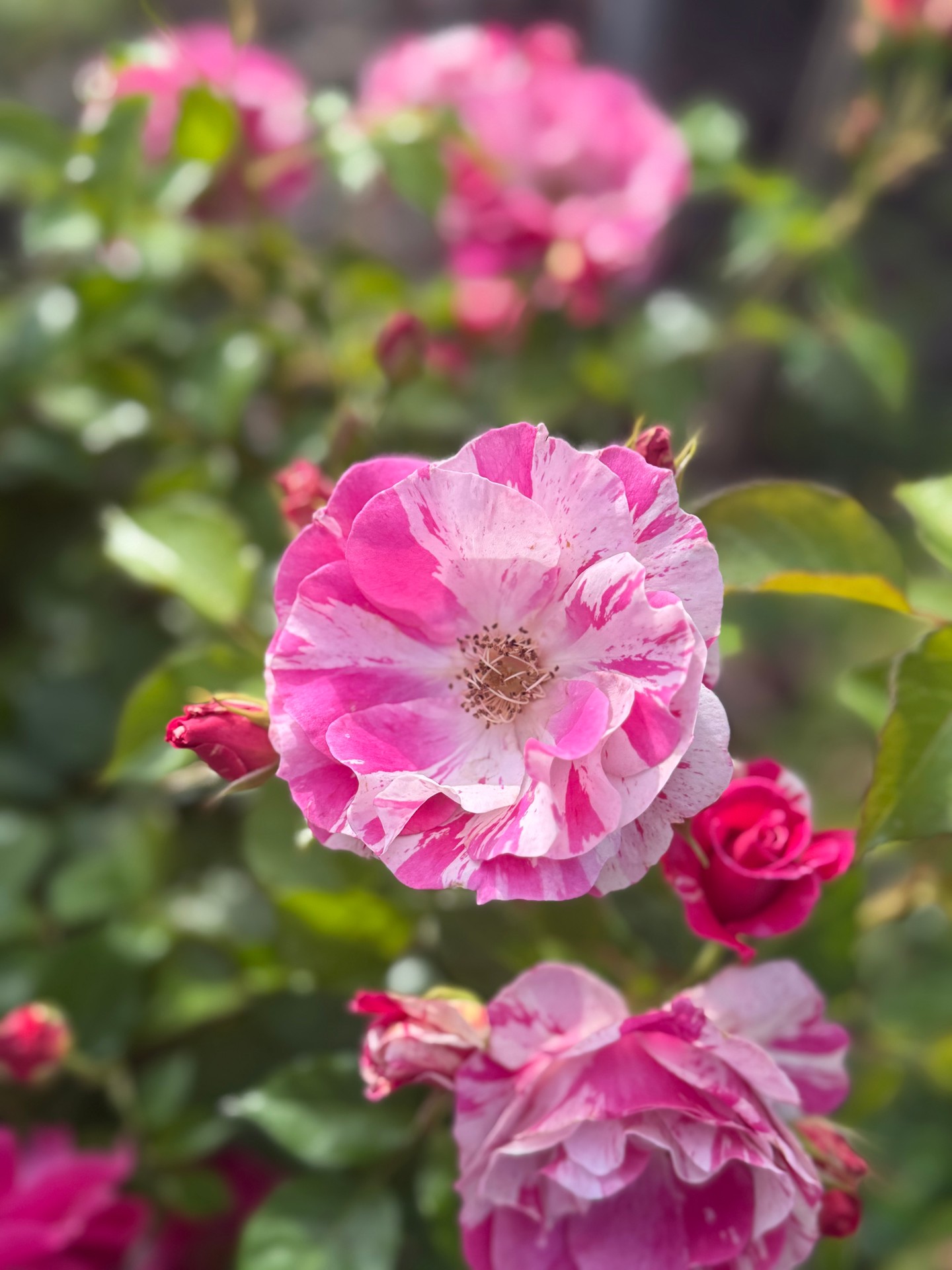 In celebration of Earth Day, we took a moment to "smell the flowers" throughout Fountains at Roseville. Join us for a walk outside and enjoy your own close-up look at the spring blooms.
#fountainsatroseville #fountainsatrsvl #rosevilleca #placercounty #earthday