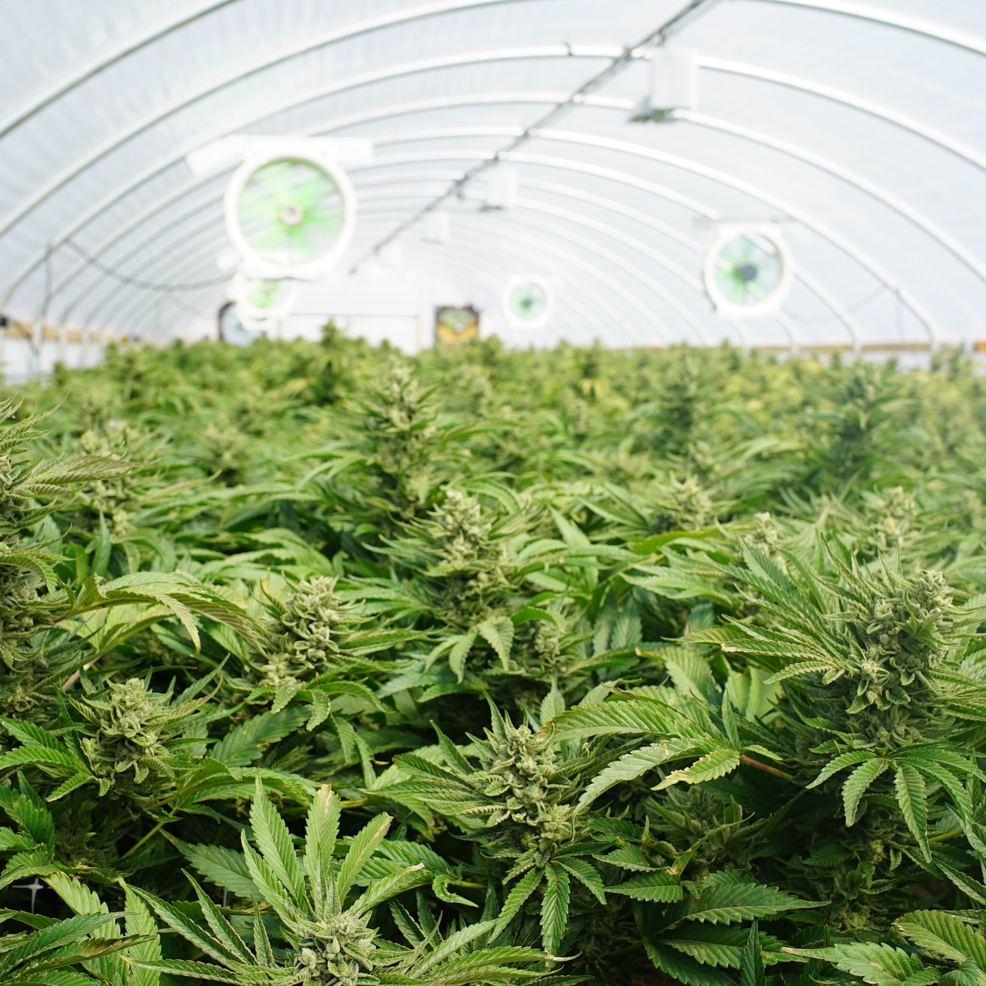 4/20 is more than a date. It’s a growing industry.
Before the product reaches the shelf, before the doors open, and before the first transaction, there’s risk behind every step of a cannabis operation.
From cultivators and dispensaries to distributors and manufacturers, the exposures are real: property, product liability, cargo, transit, regulatory compliance, and management liability.
The difference is, not every insurance policy is built to handle them.
Cannabis is a specialized industry. Your coverage should be too.
If you’re in the space, it’s worth a second look. Our Business is Protecting Yours.